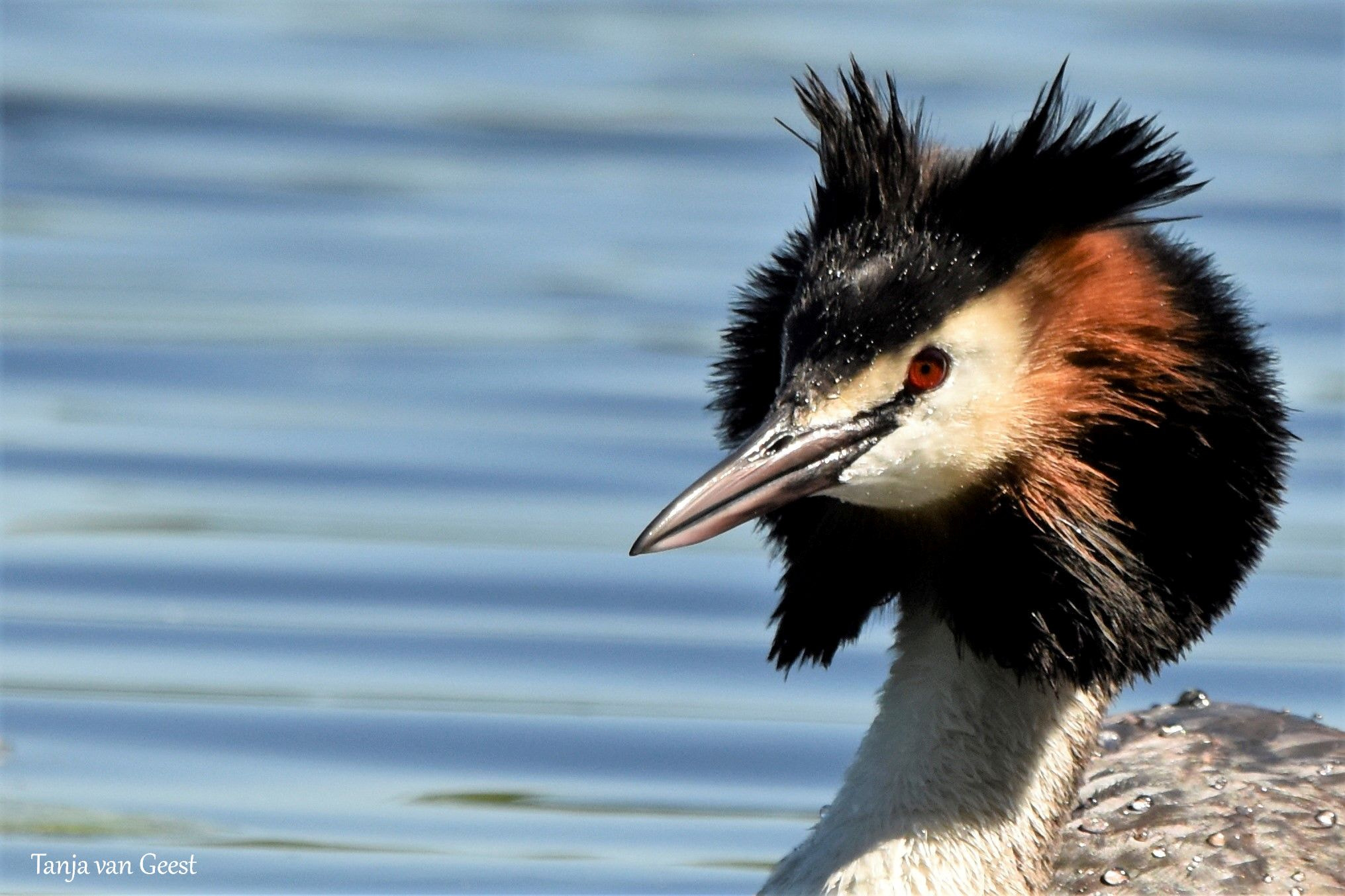 Nikon D5500 + Sigma 150-600mm F5-6.3 DG OS HSM | C sample photo. Great crested grebe photography