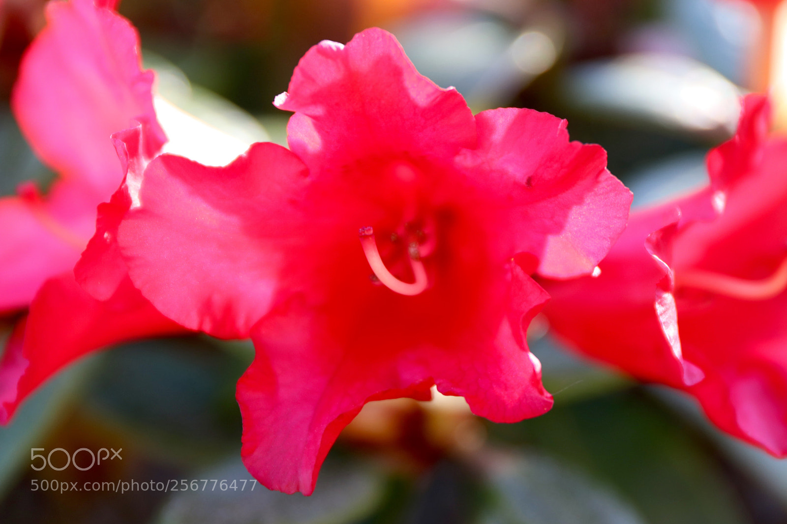 Canon EOS 77D (EOS 9000D / EOS 770D) sample photo. Azalea just sprung out photography