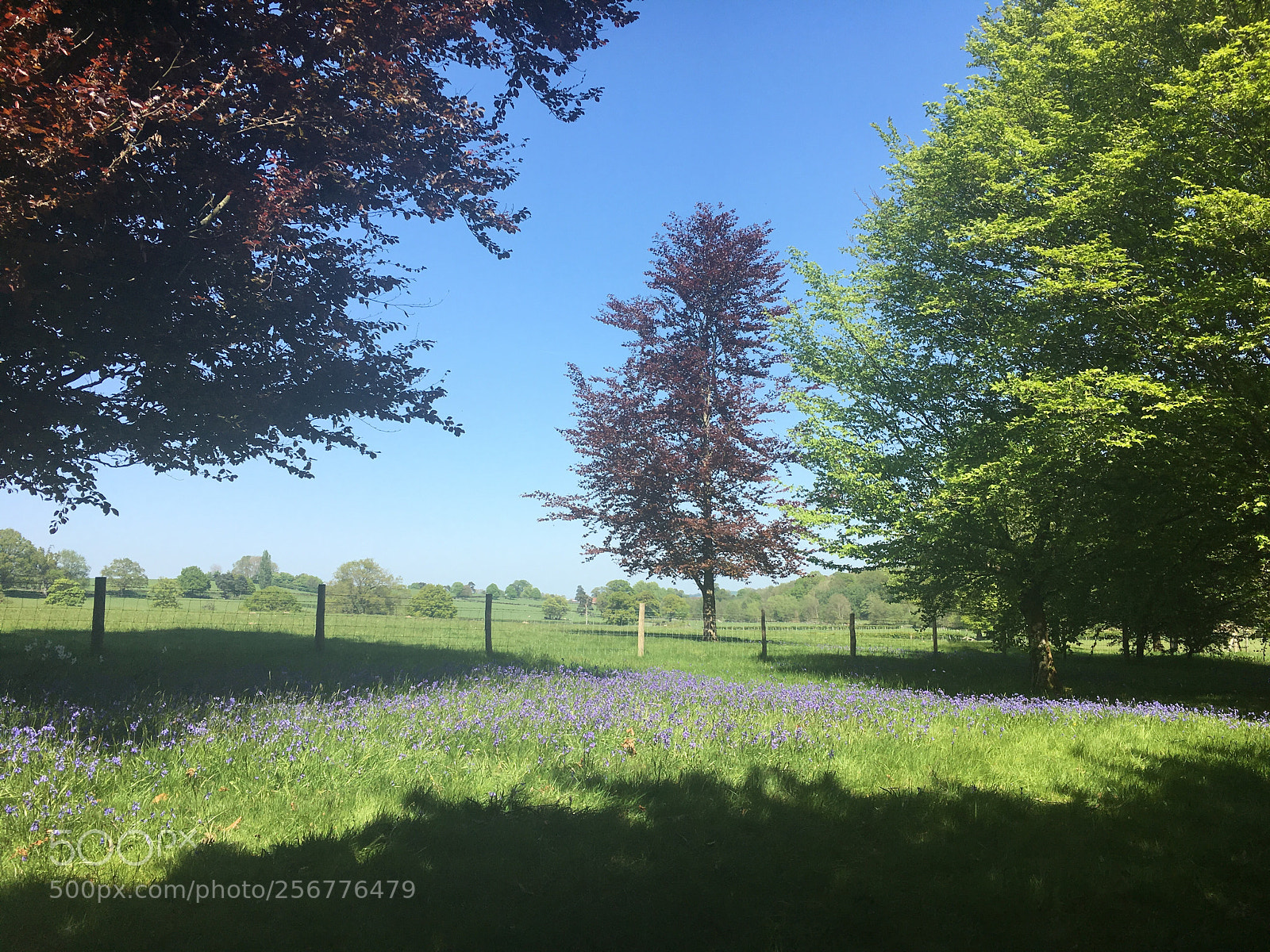 Apple iPhone SE sample photo. Scotney garden photography