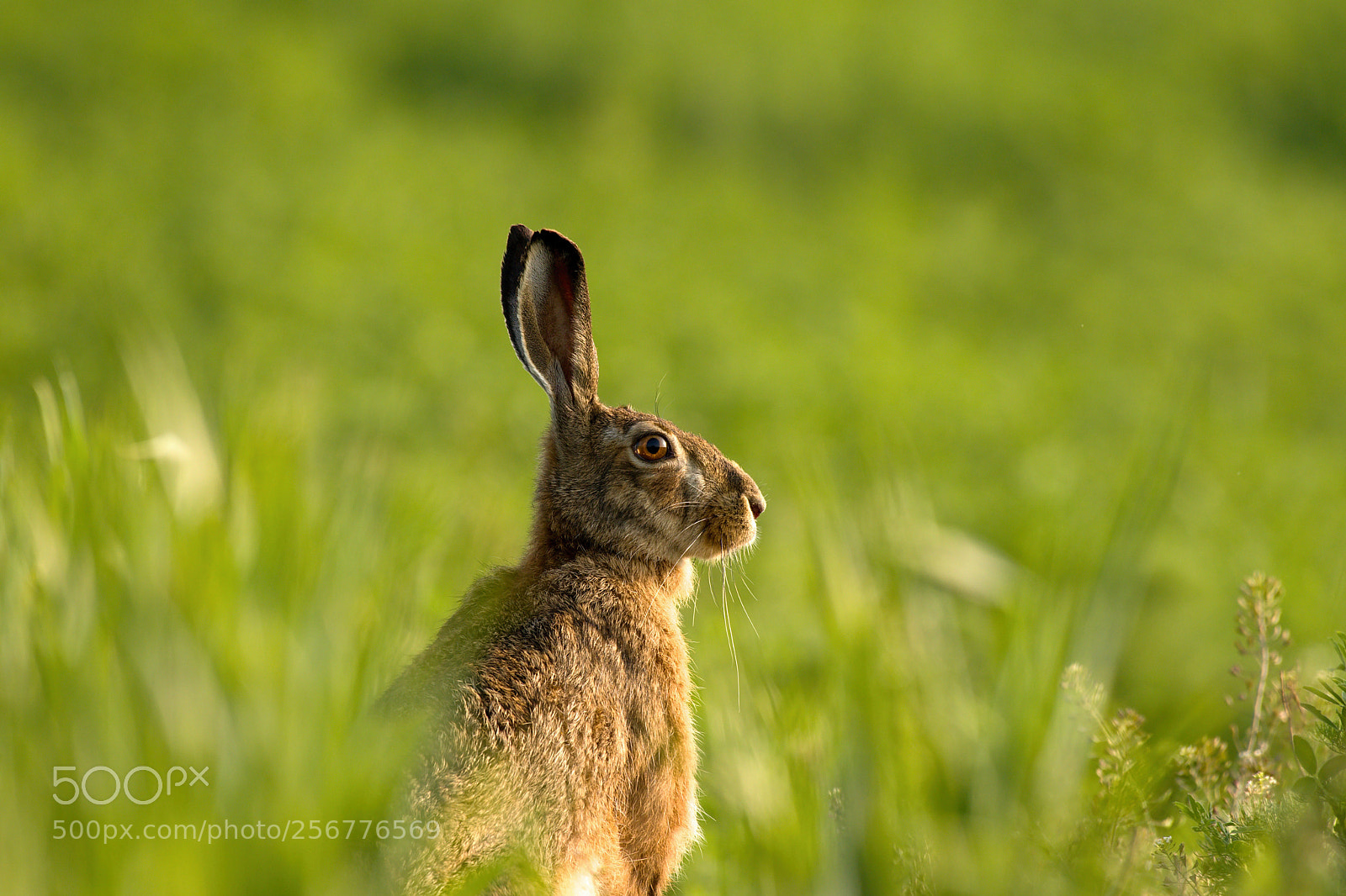 Nikon D500 sample photo. Hare photography