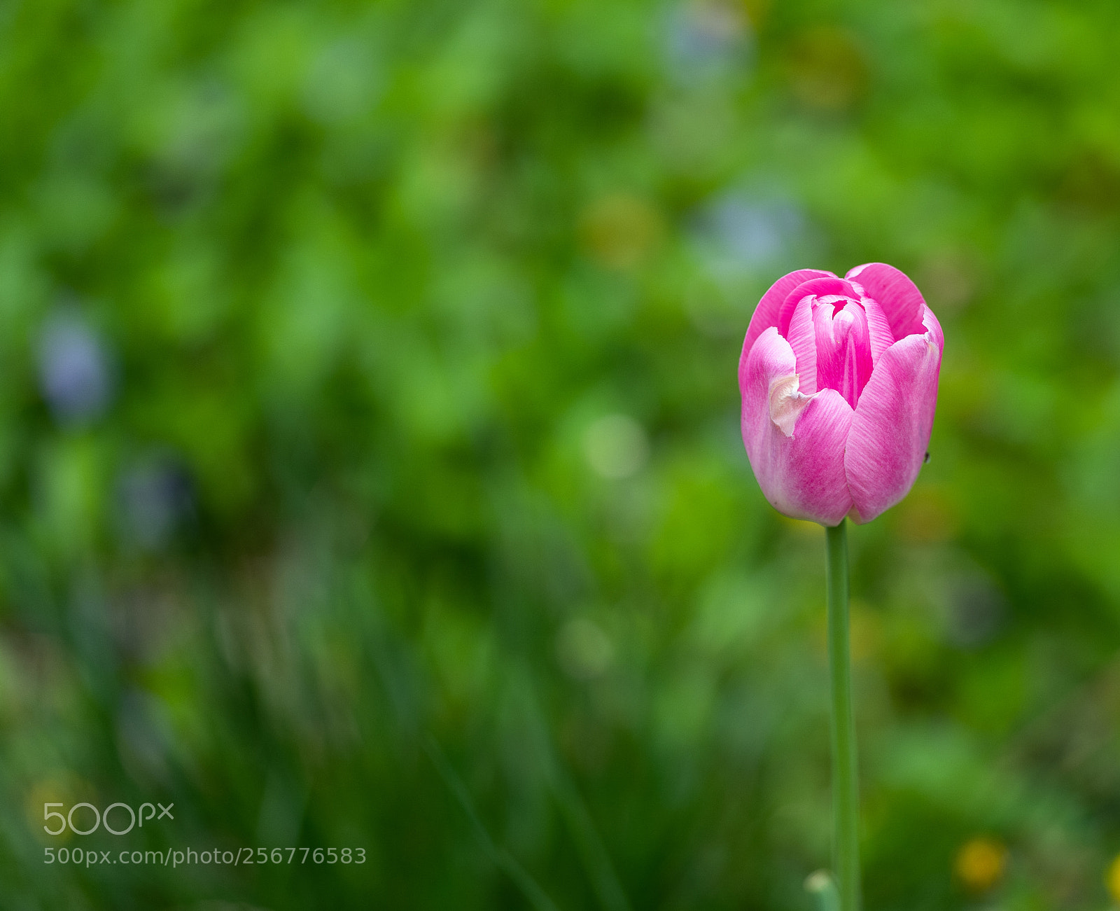 Leica SL (Typ 601) sample photo. Tulip photography