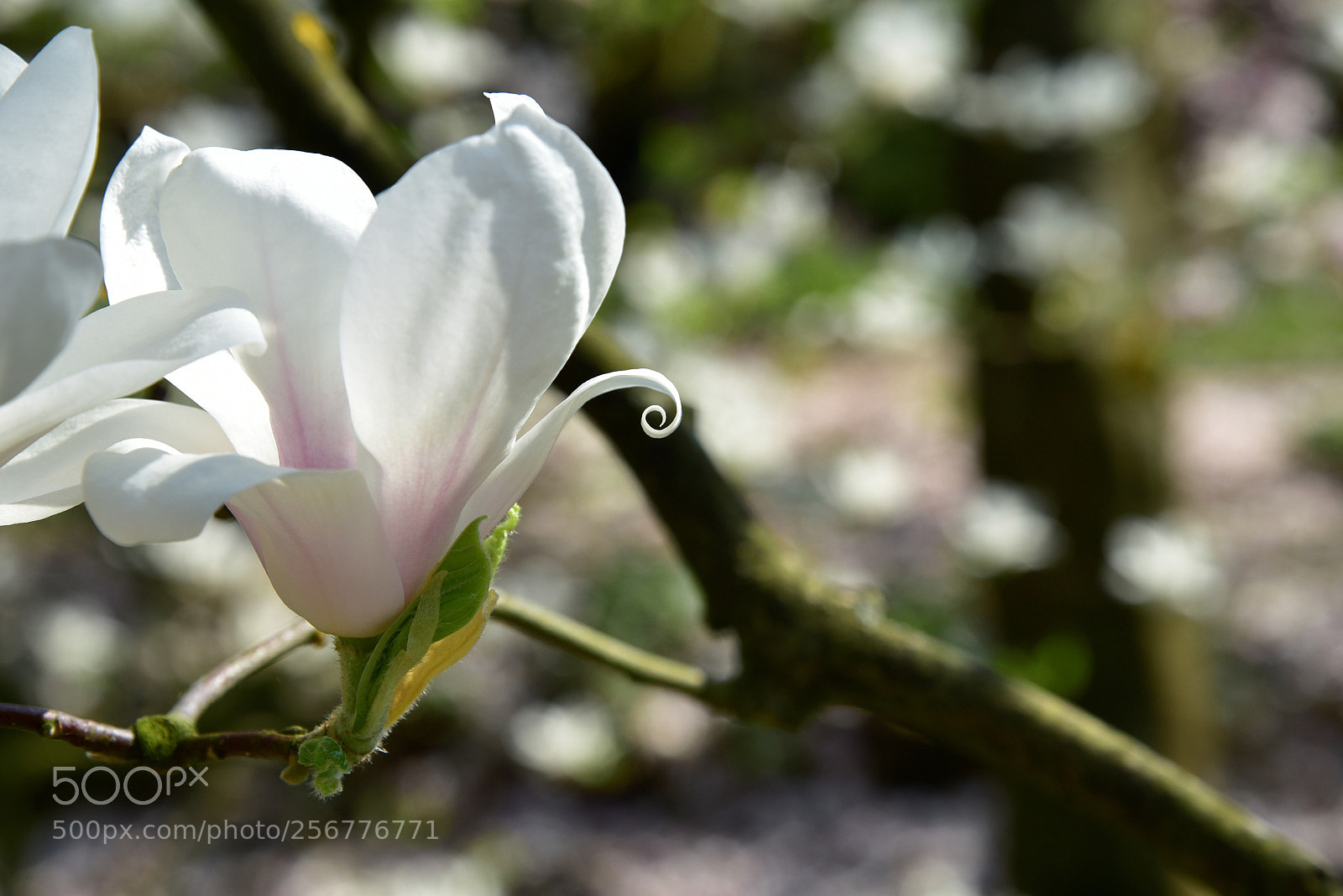 Nikon D750 sample photo. Blossom photography