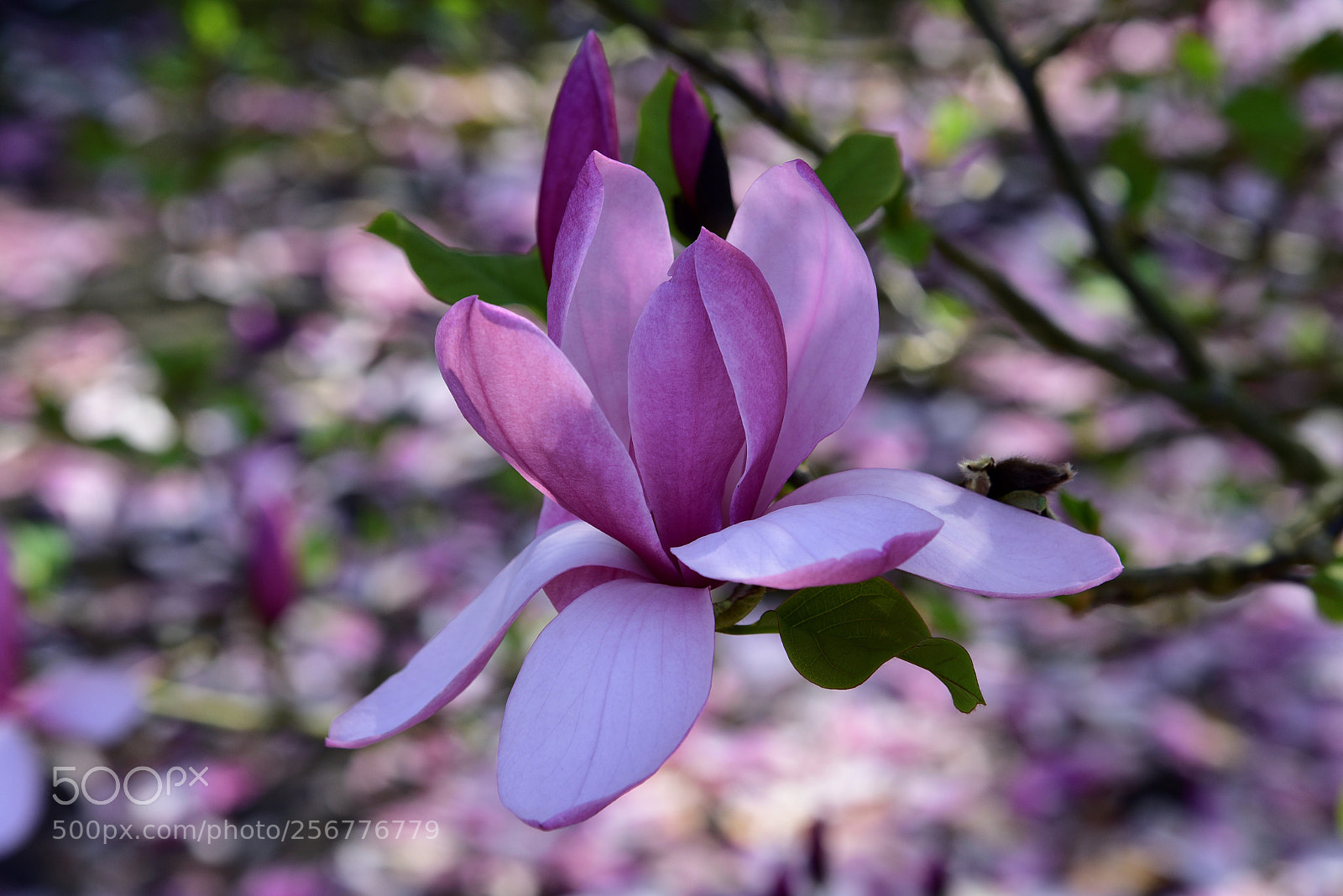 Nikon D750 sample photo. Blossom photography