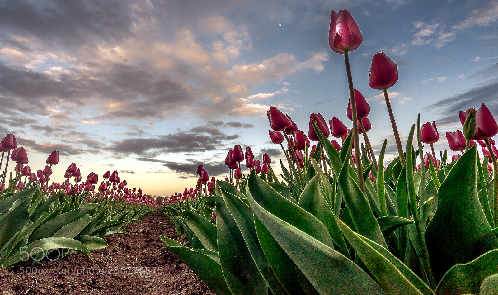 Sony a7 II sample photo. Dutch tulips ii photography