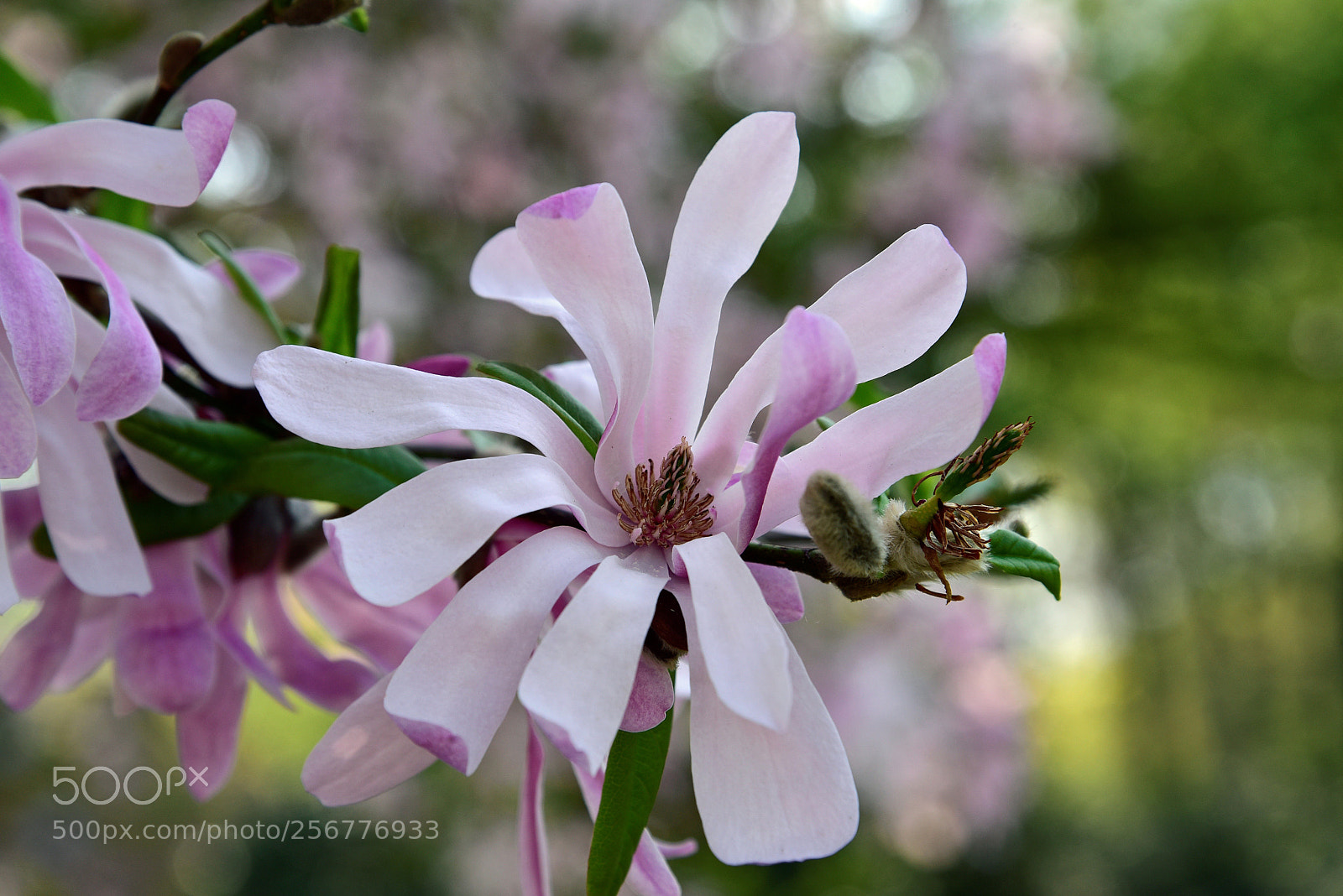 Nikon D750 sample photo. Blossom photography