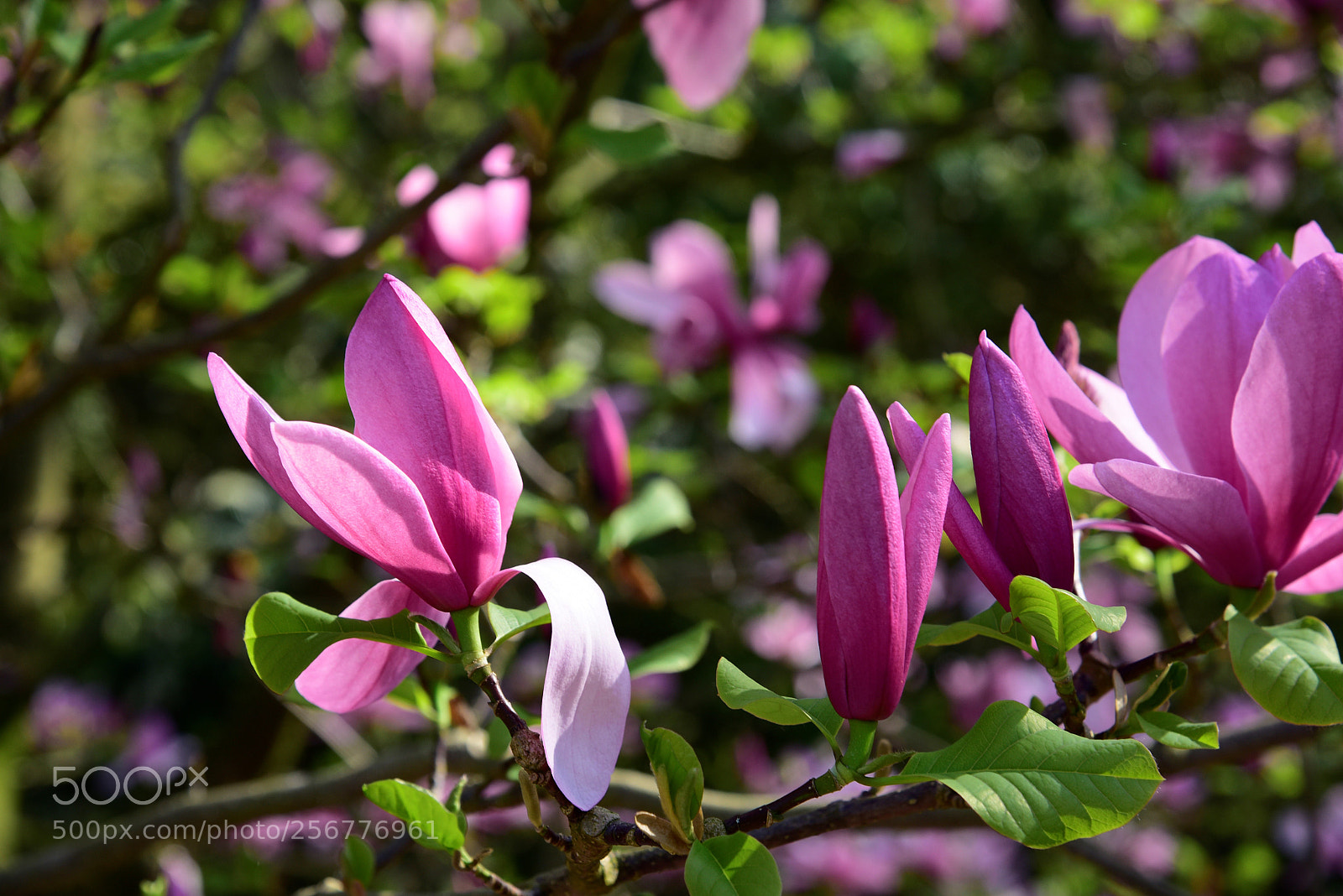 Nikon D750 sample photo. Blossom photography