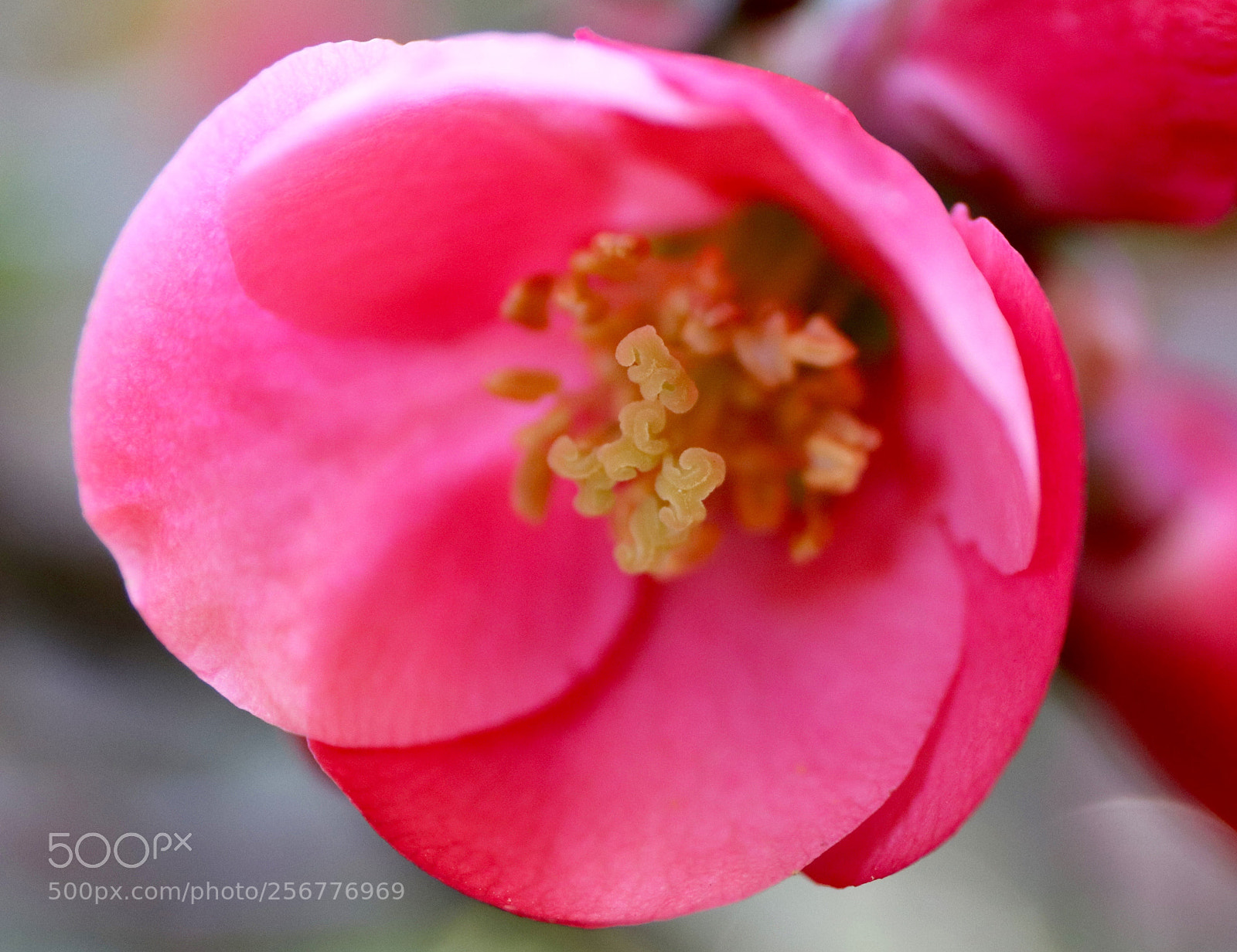 Canon EOS 77D (EOS 9000D / EOS 770D) sample photo. Quince photography