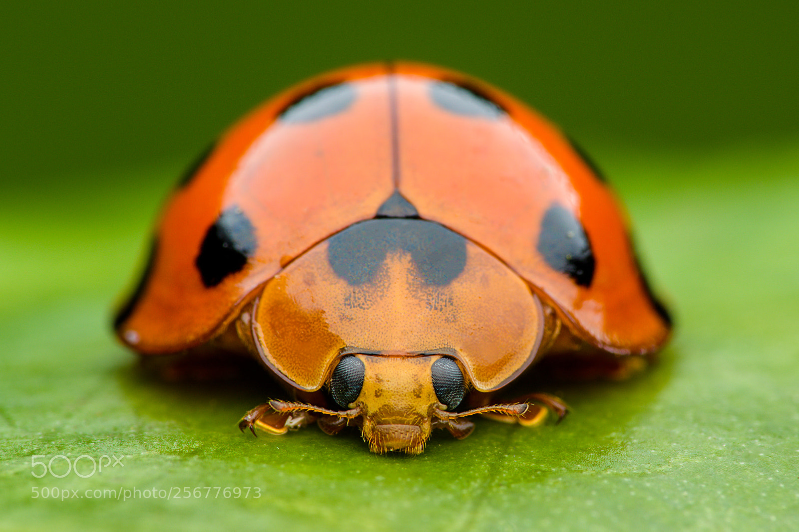 Nikon D500 sample photo. Portrait of ladybug photography