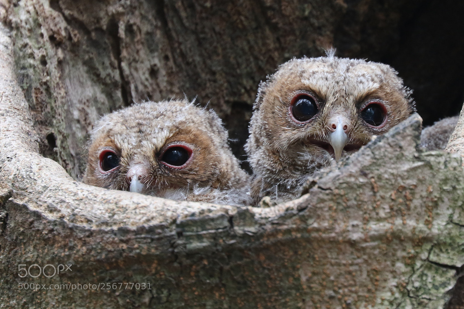 Canon EOS 7D Mark II sample photo. Collared scops owl photography