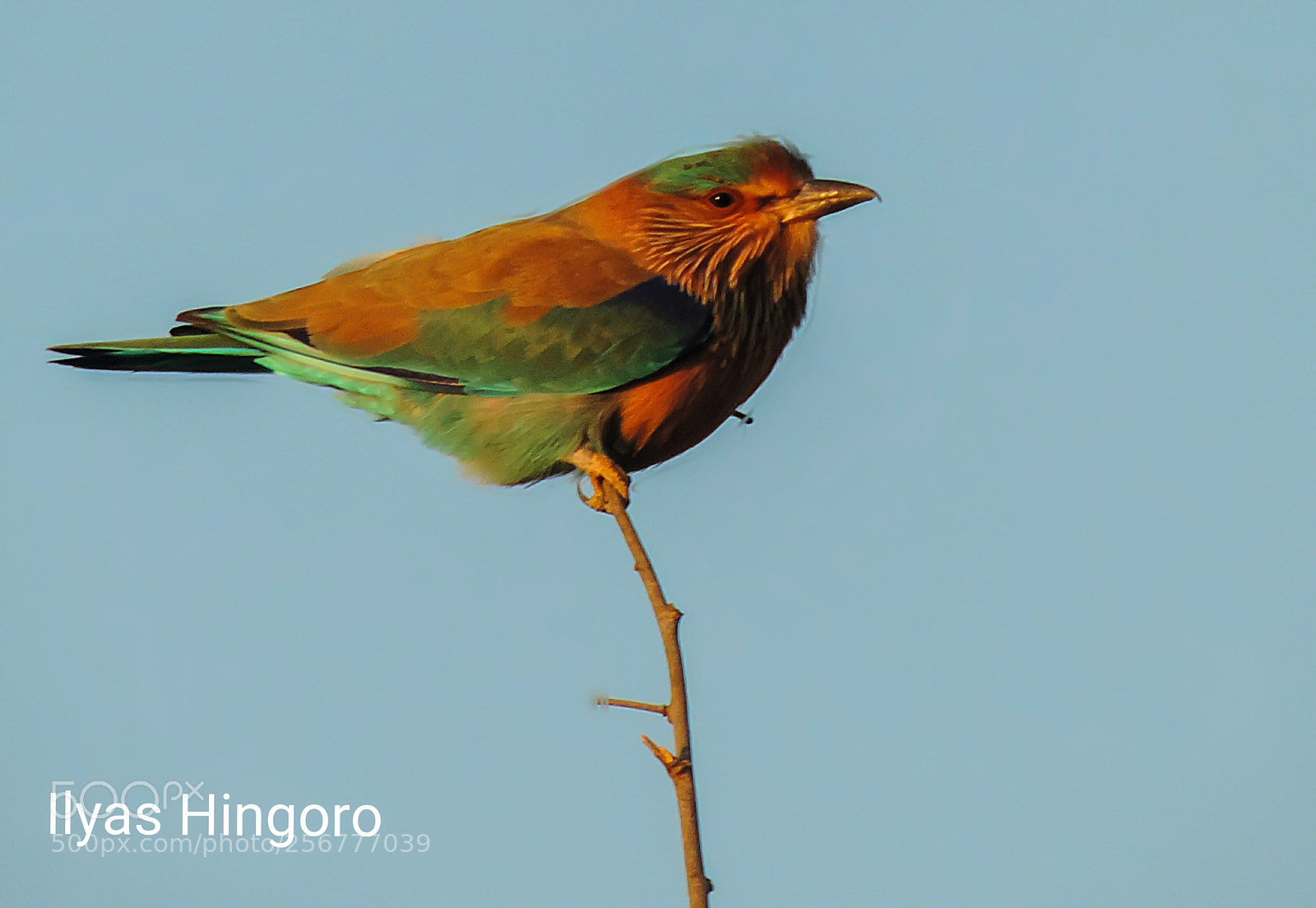 Nikon Coolpix P520 sample photo. Indian roller photography