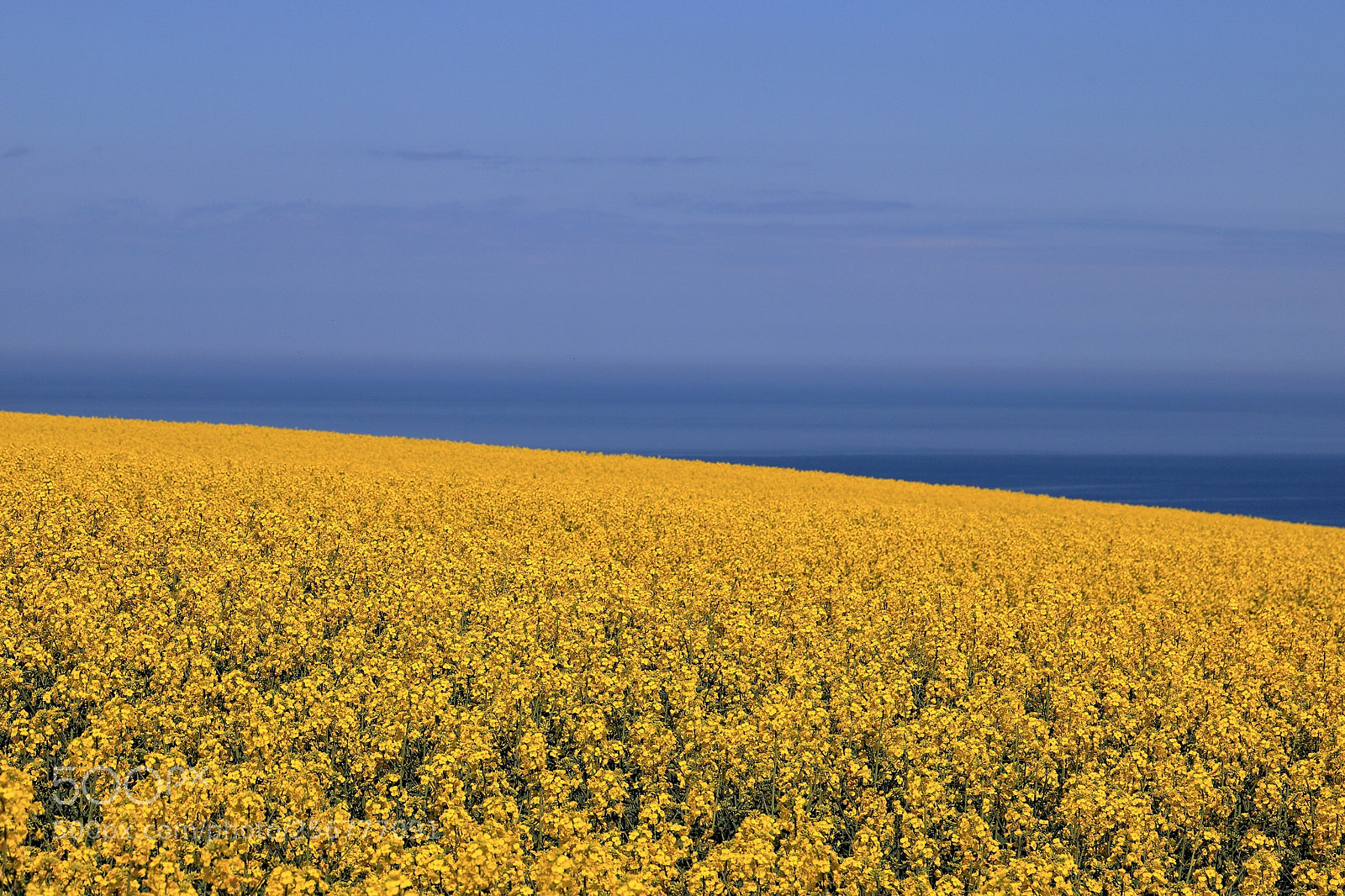 Canon EOS 6D Mark II sample photo. Spring colours photography