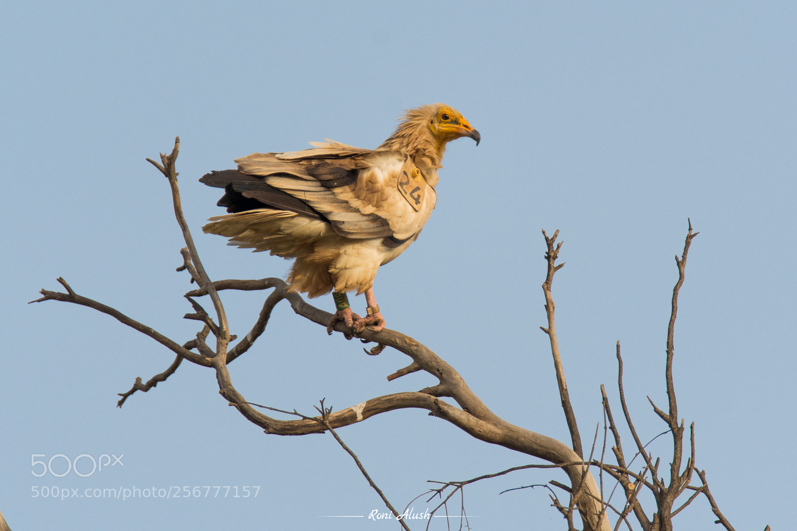 Nikon D500 sample photo. #24 - egyptian vulture photography