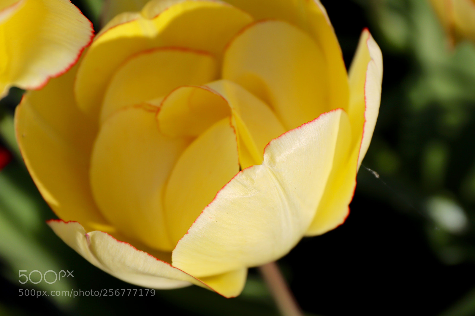 Canon EOS 77D (EOS 9000D / EOS 770D) sample photo. Beautiful tulip photography