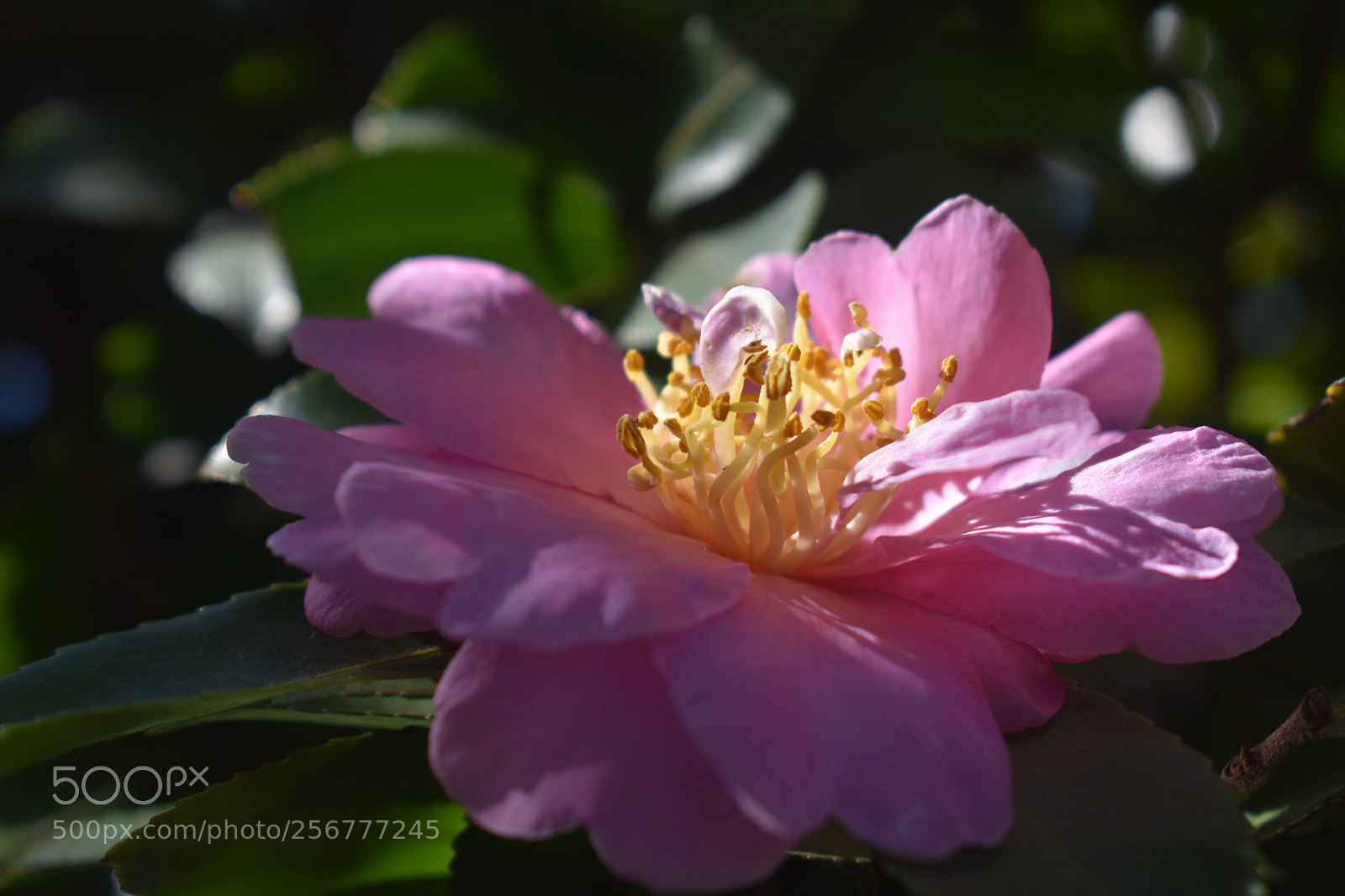 Nikon D3400 sample photo. Walking on sunshine photography