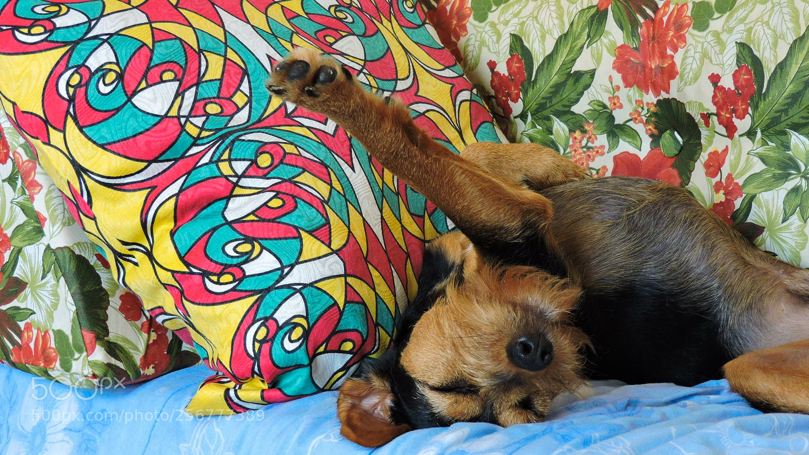 Nikon Coolpix P530 sample photo. The lazy dog photography