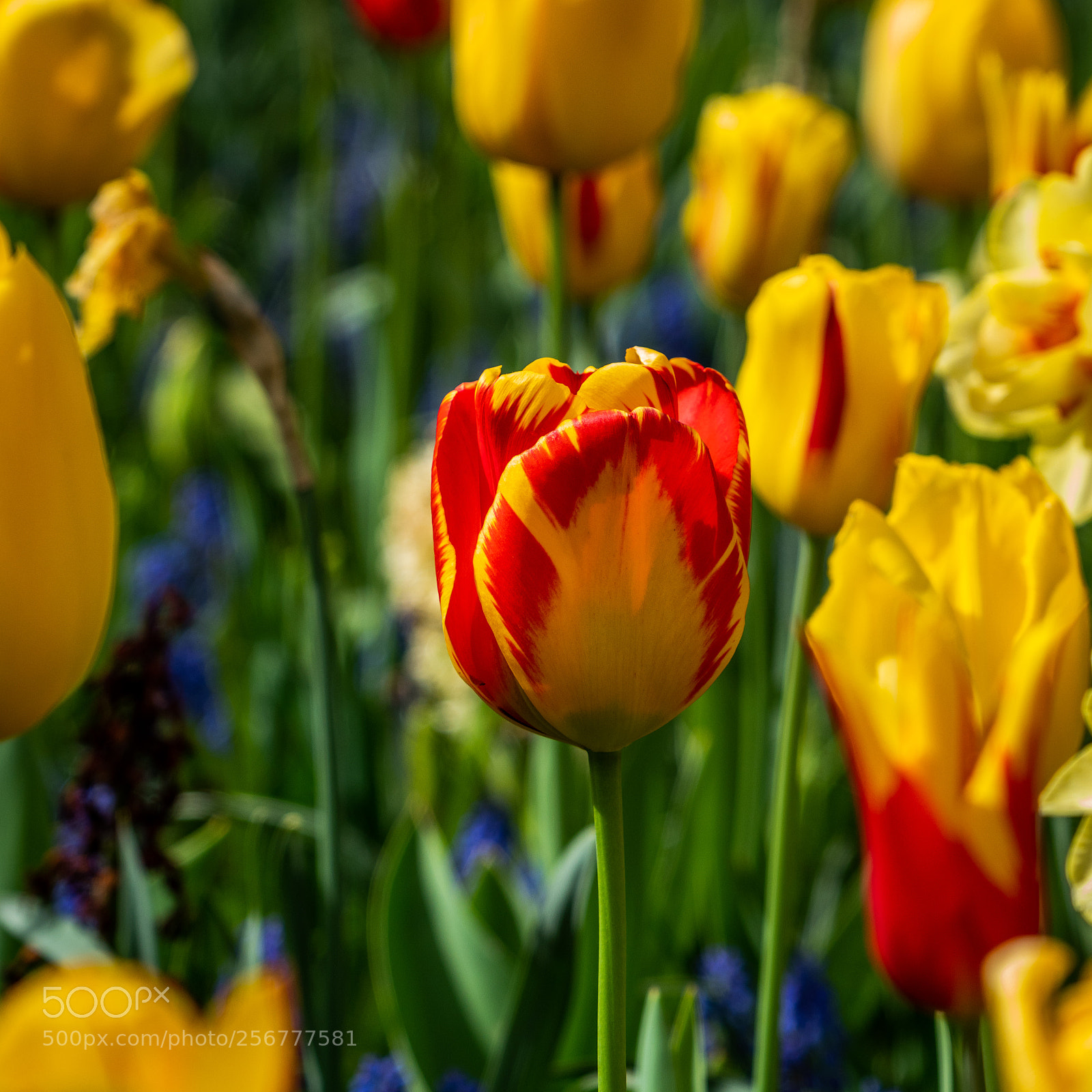 Sony a7R II sample photo. Keukenhof photography