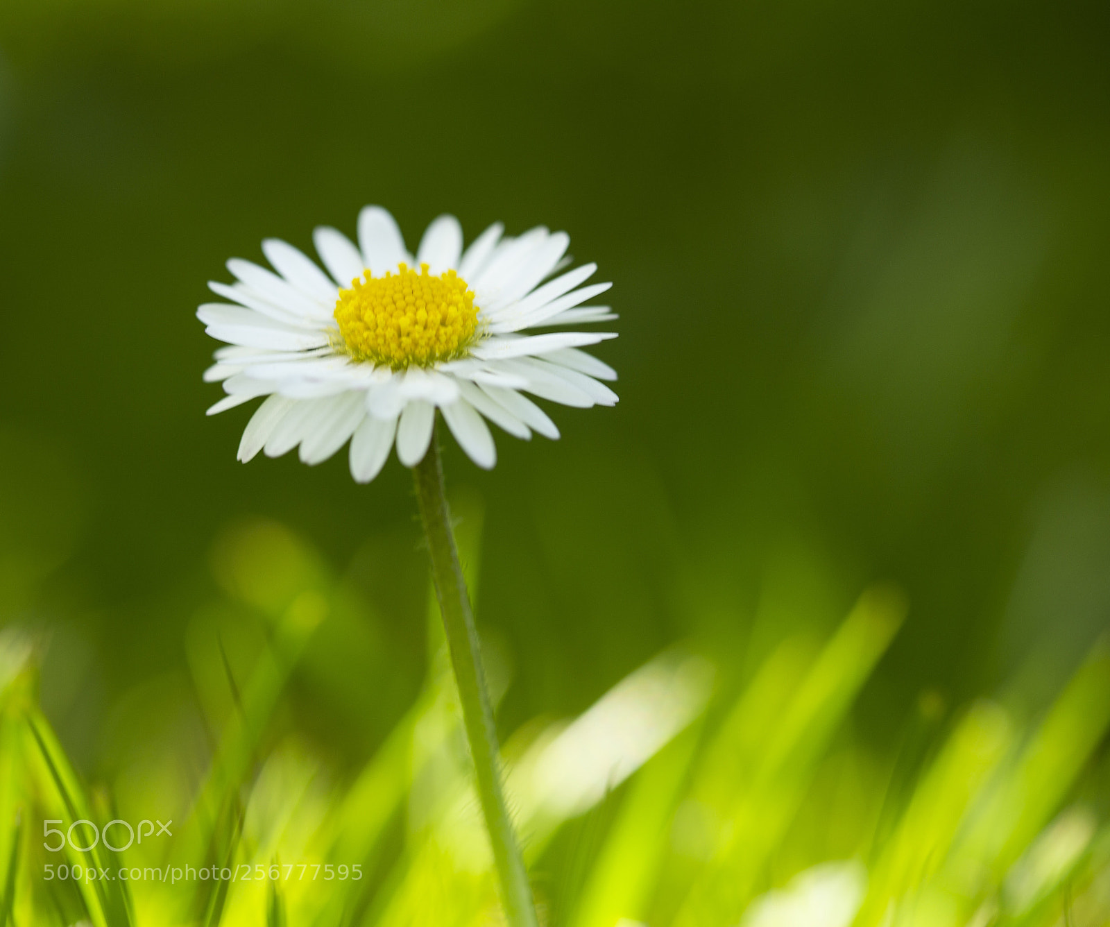 Canon EOS 6D sample photo. Daisy amongst the grass photography
