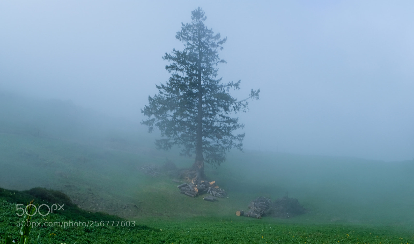 Fujifilm X100F sample photo. Foggy day photography