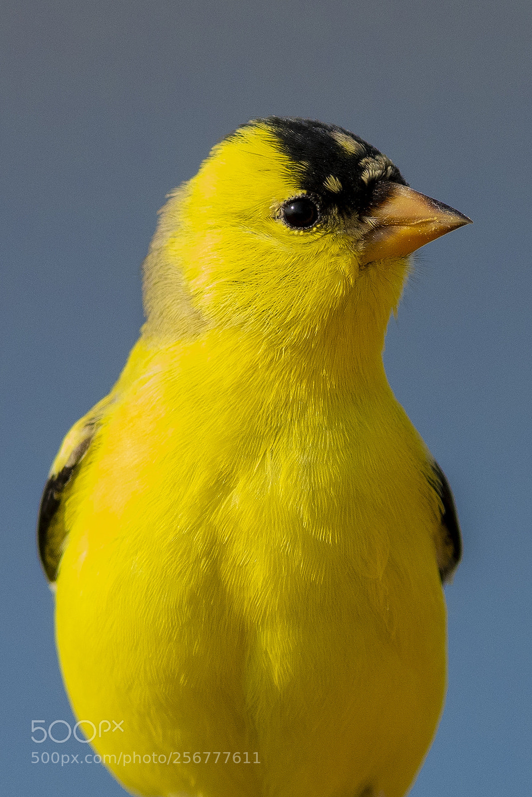 Nikon D850 sample photo. American goldfinch photography