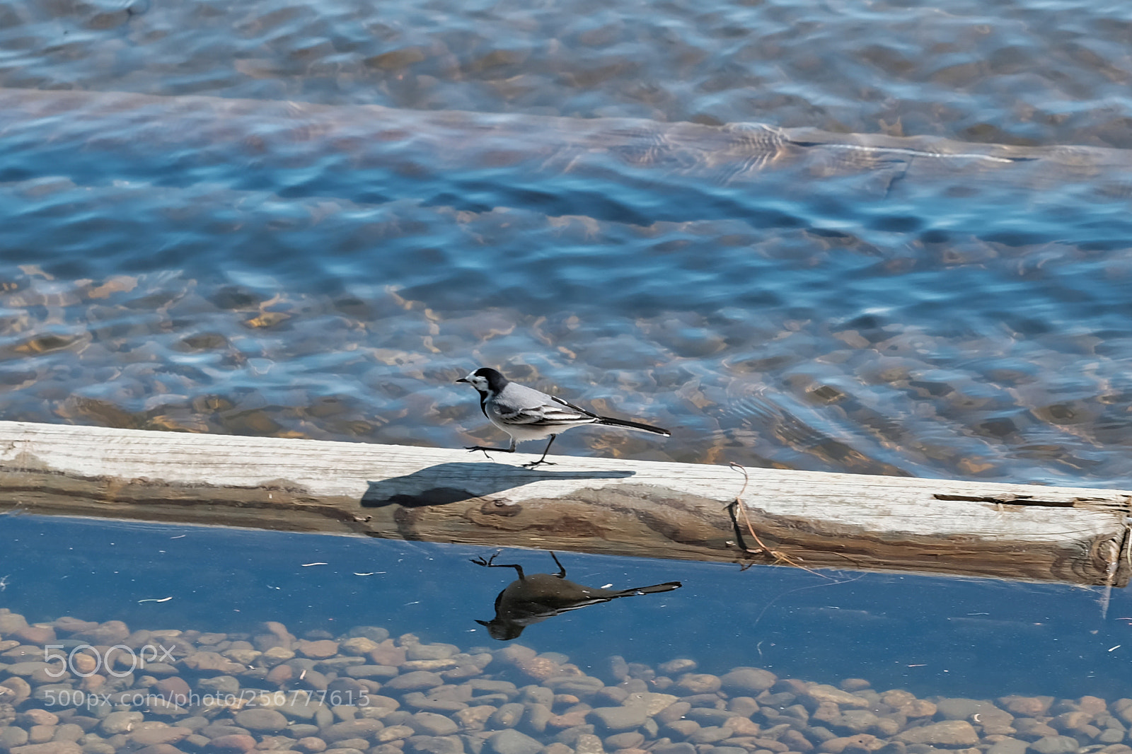 Fujifilm X-T2 sample photo. Wagtail photography