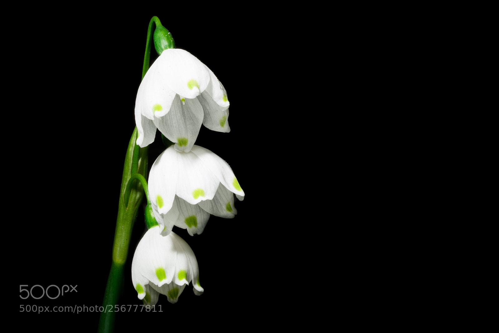Sony a99 II sample photo. Sad white flowers photography