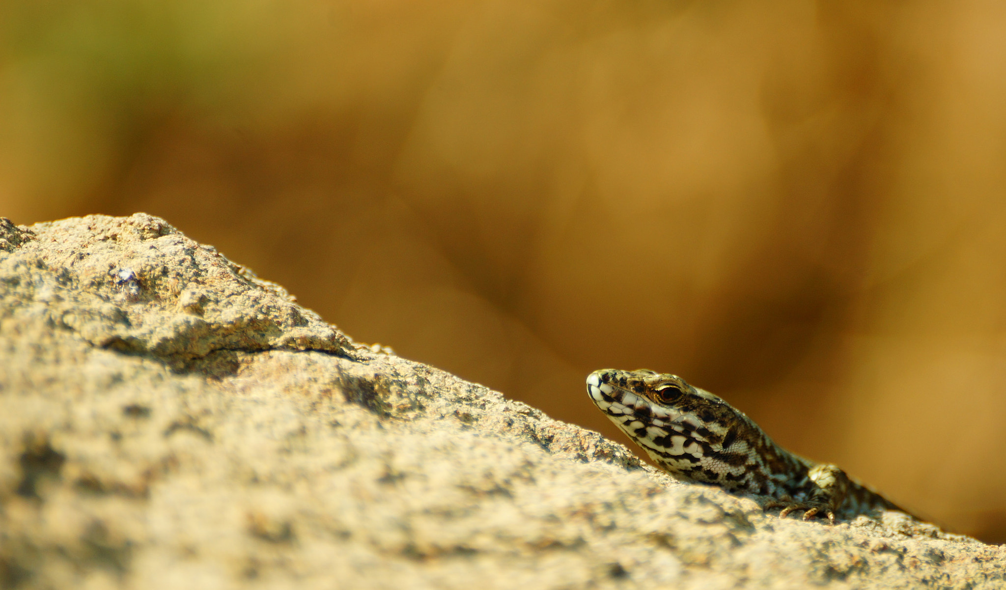 Sony SLT-A57 sample photo. Lizards everythere photography