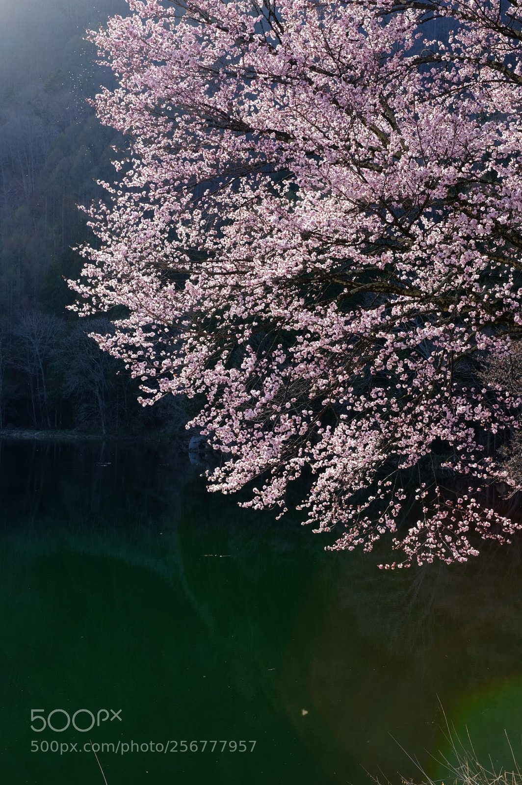 Fujifilm X-T2 sample photo. Sakura photography