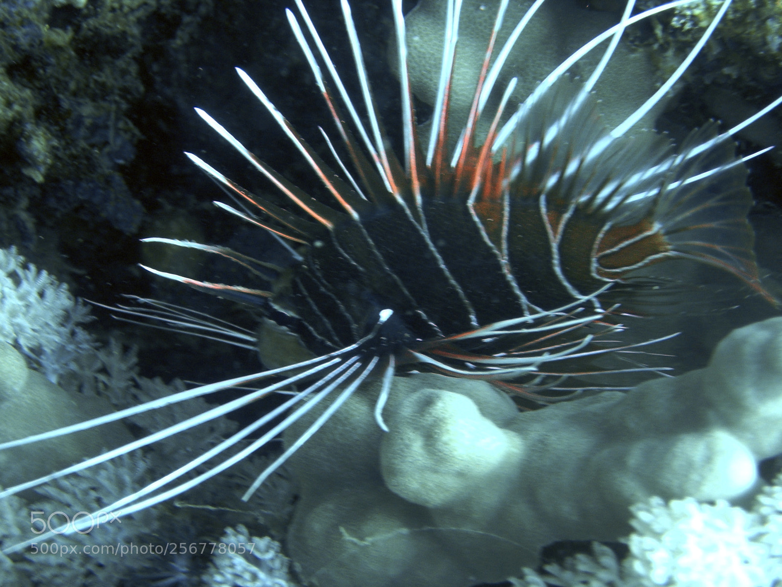 Nikon E5900 sample photo. Lion fish () photography