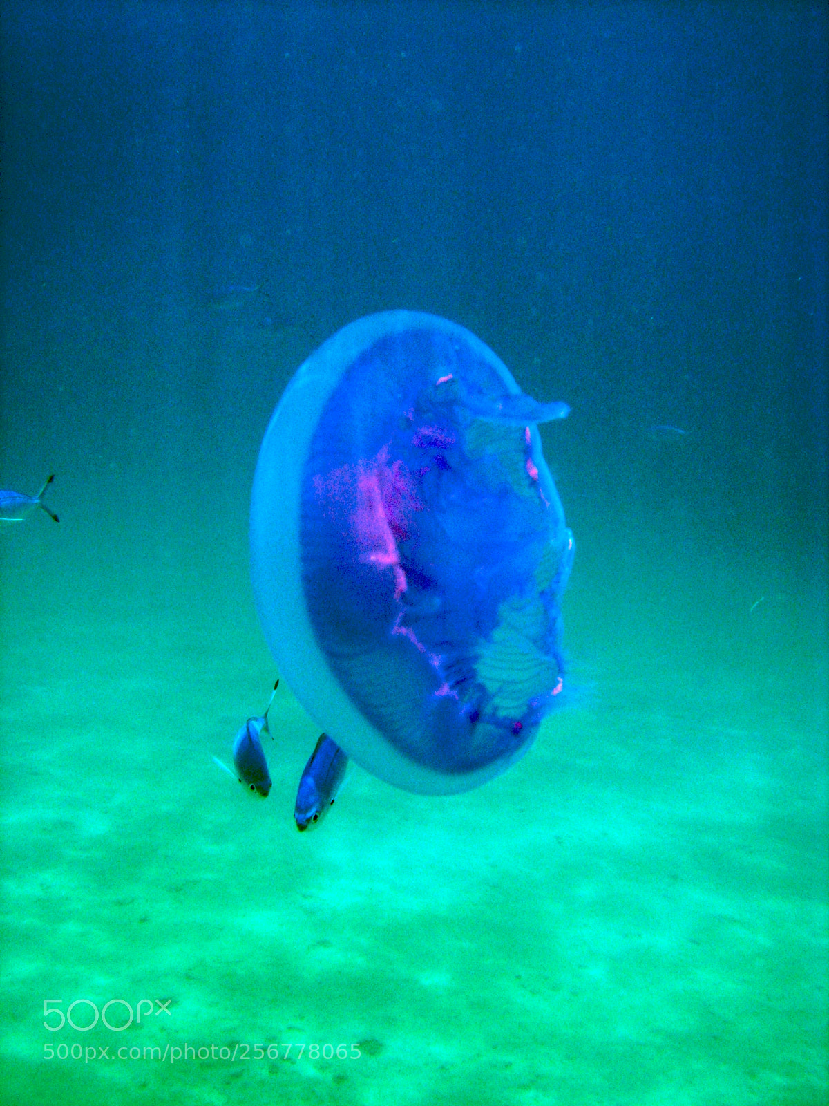 Nikon E5900 sample photo. Medusa psichedelica photography