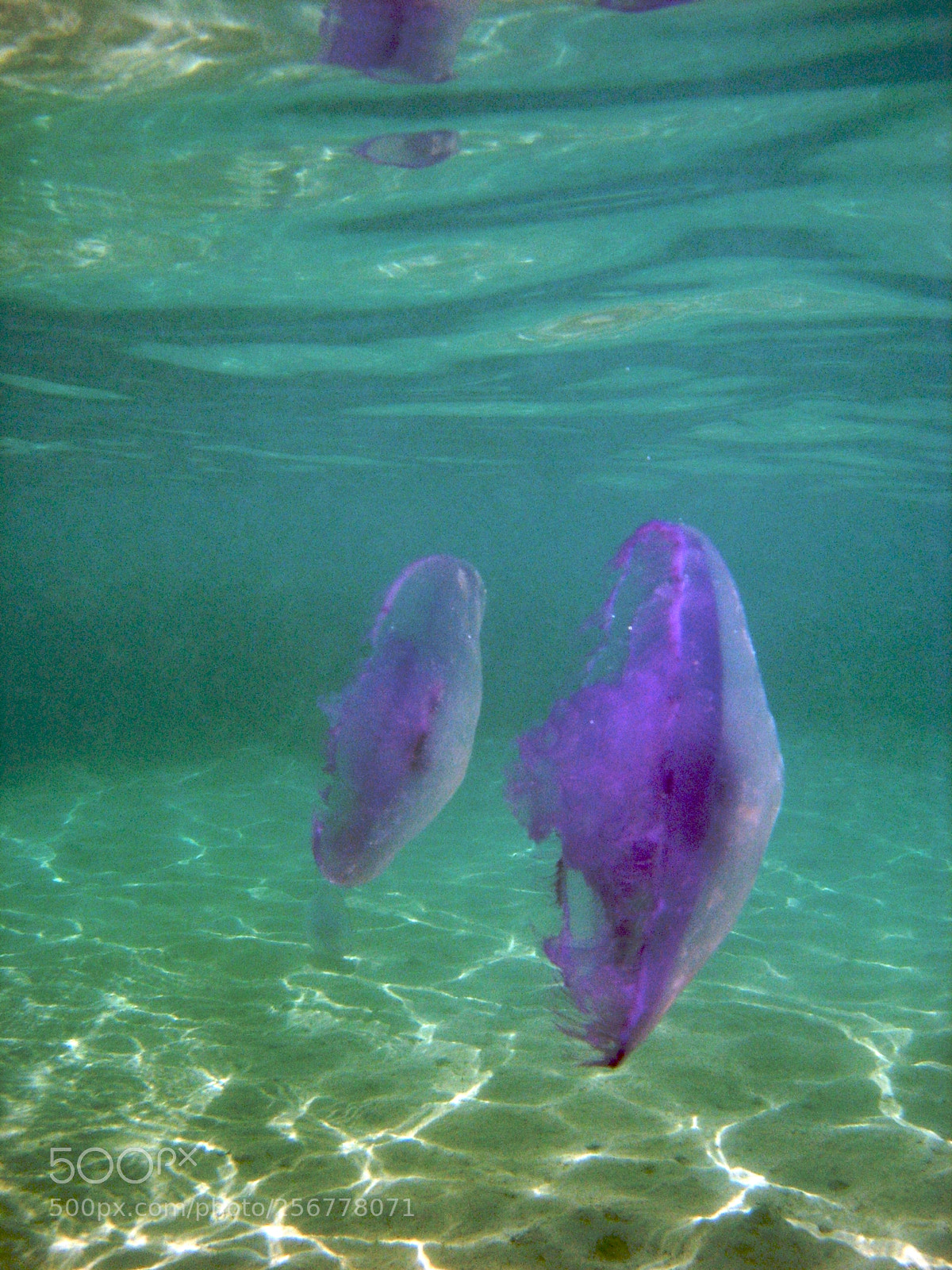 Nikon E5900 sample photo. Meduse in navigazione photography