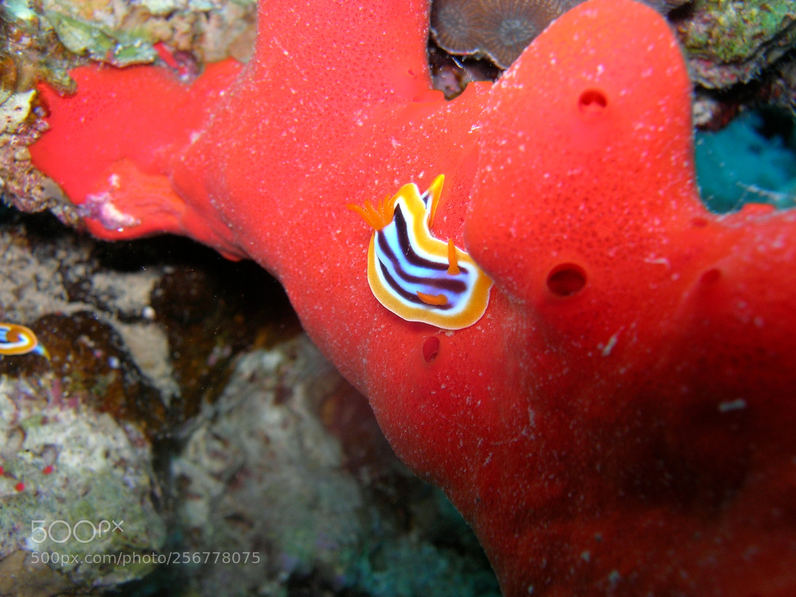 Nikon E5900 sample photo. Nudibranco () photography