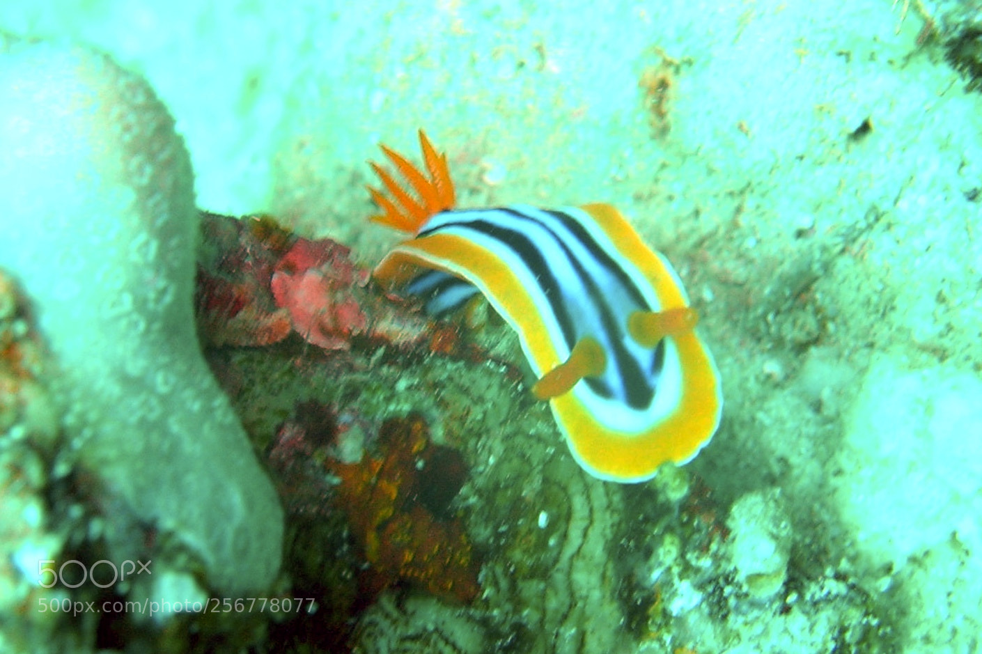 Nikon E5900 sample photo. Nudibranco () photography