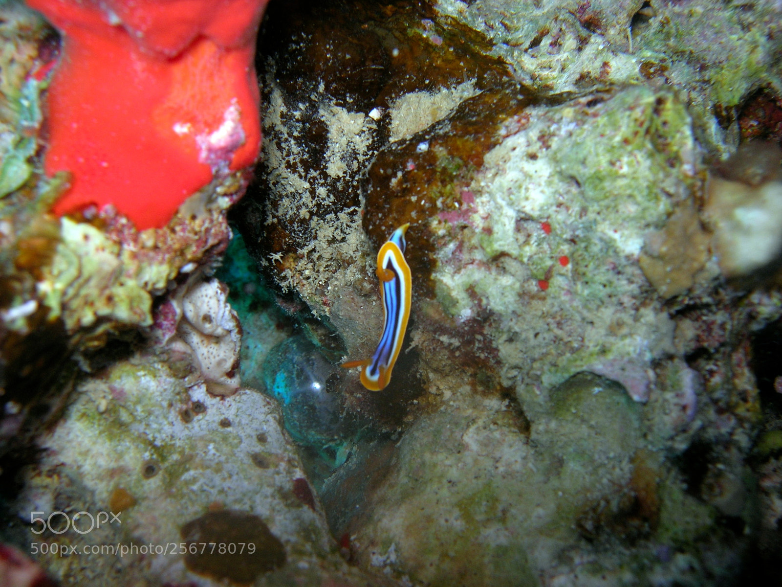 Nikon E5900 sample photo. Nudibranco () photography