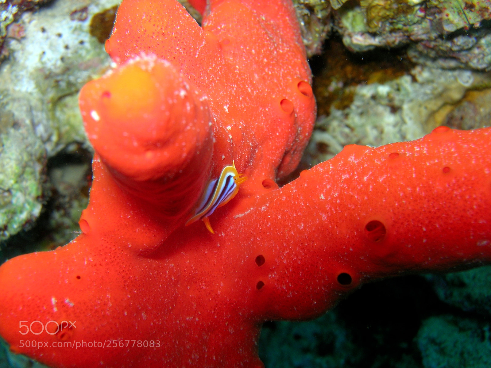 Nikon E5900 sample photo. Nudibranco photography