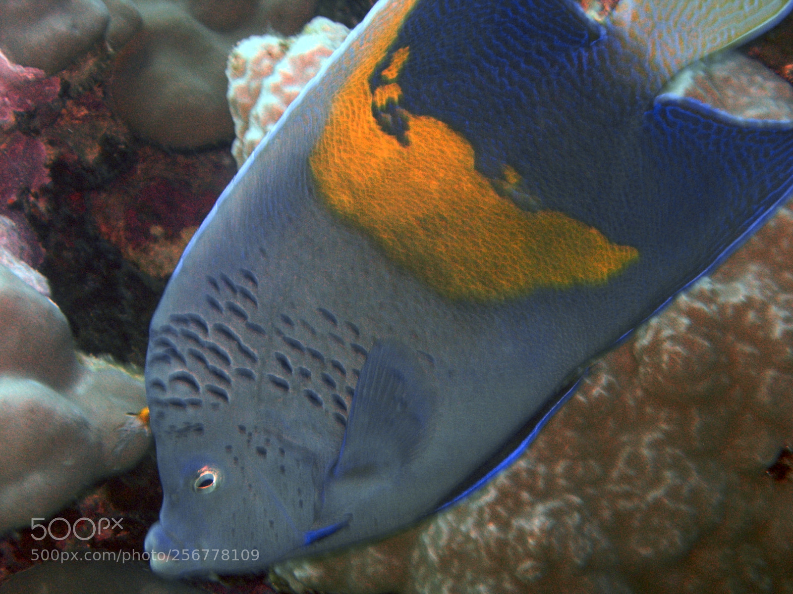 Nikon E5900 sample photo. Pesce angelo arabo photography