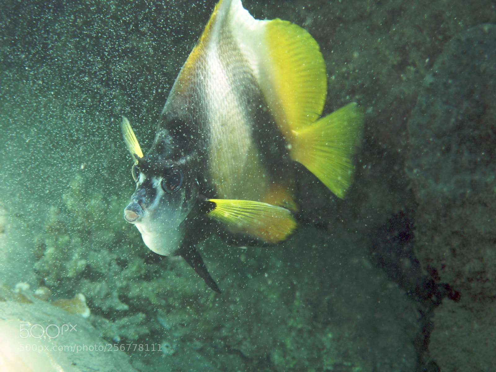 Nikon E5900 sample photo. Pesce farfalla bandiera photography
