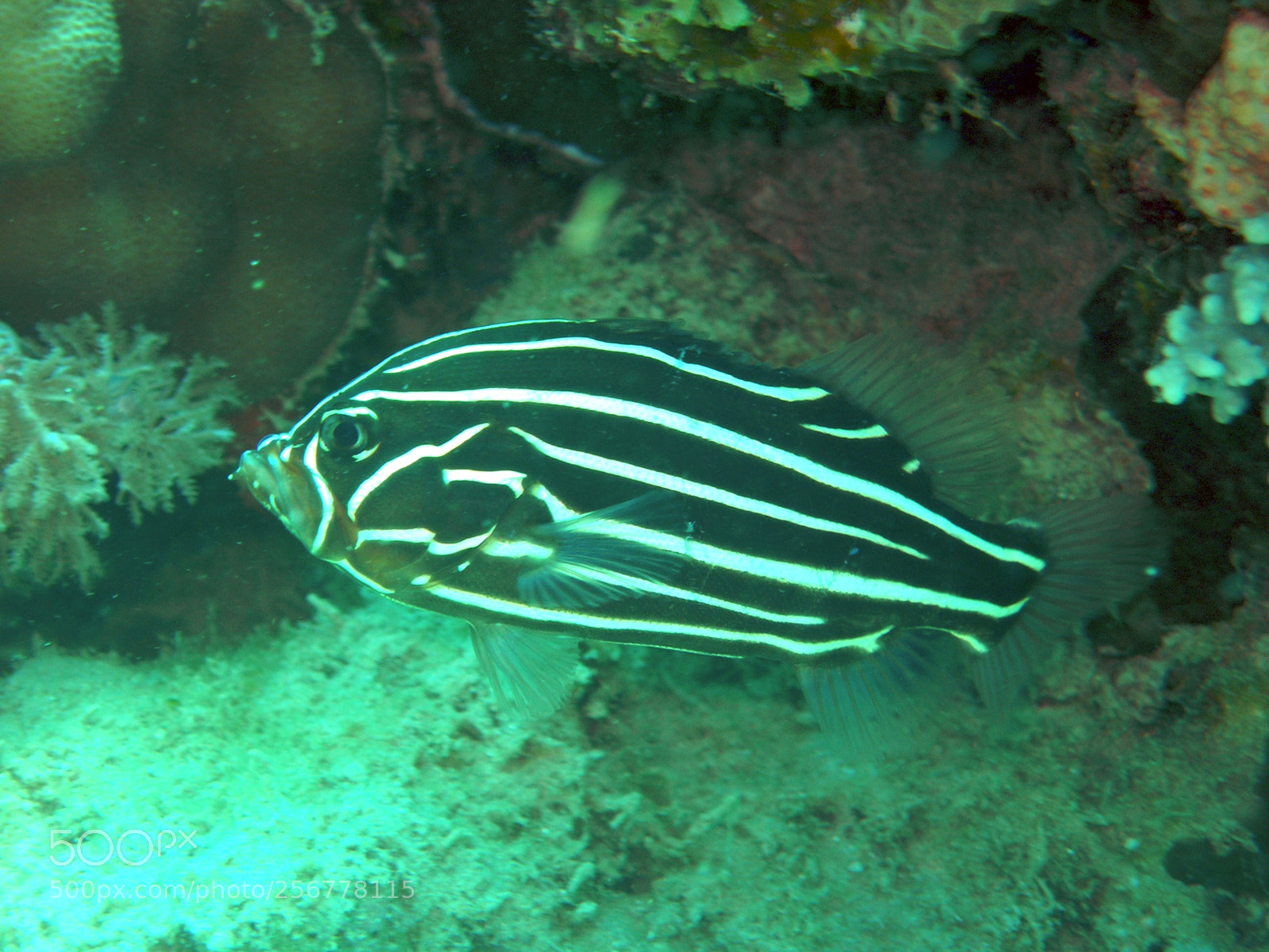 Nikon E5900 sample photo. Pesce cardinale photography
