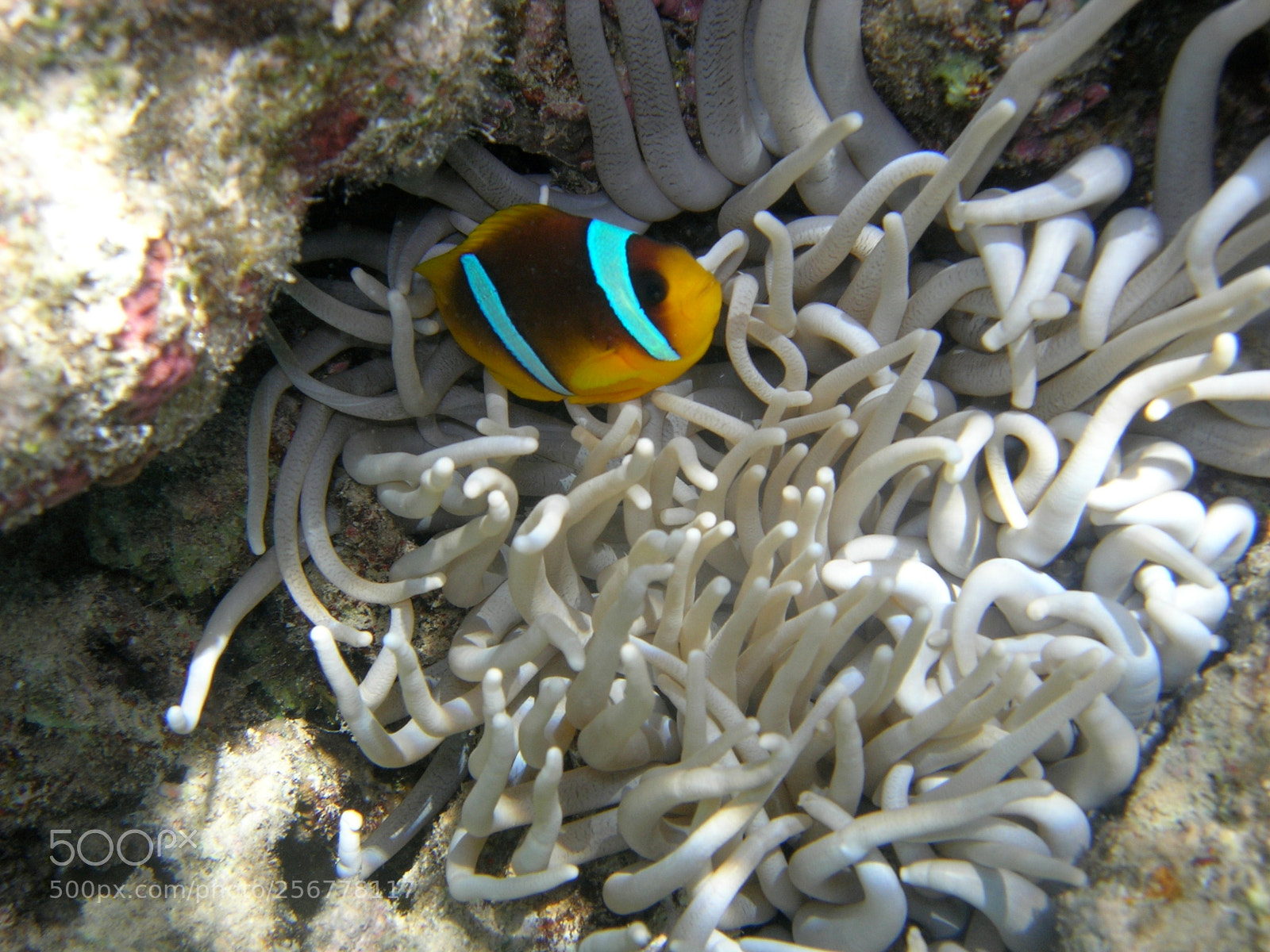 Nikon E5900 sample photo. Pesce pagliaccio () photography