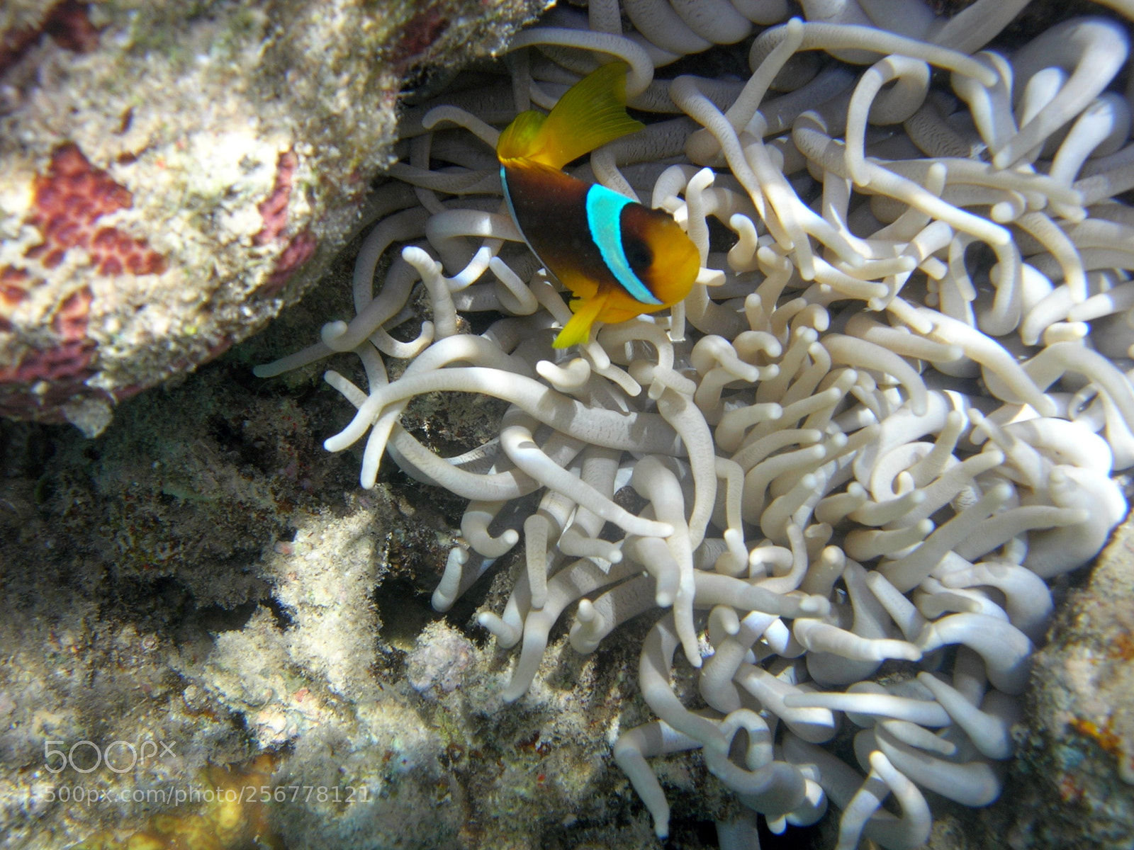 Nikon E5900 sample photo. Pesce pagliaccio photography