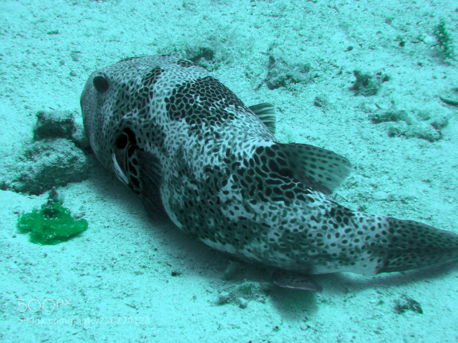 Nikon E5900 sample photo. Pesce palla photography