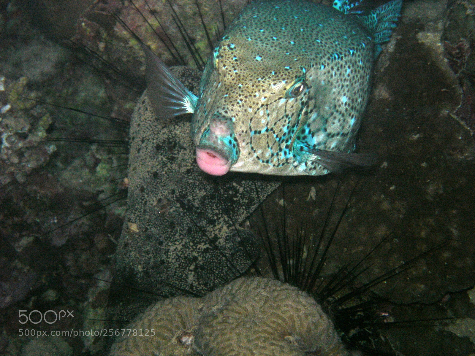Nikon E5900 sample photo. Pesce palla in notturna photography