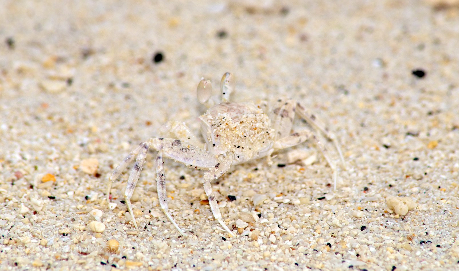 Nikon D60 sample photo. Version photography
