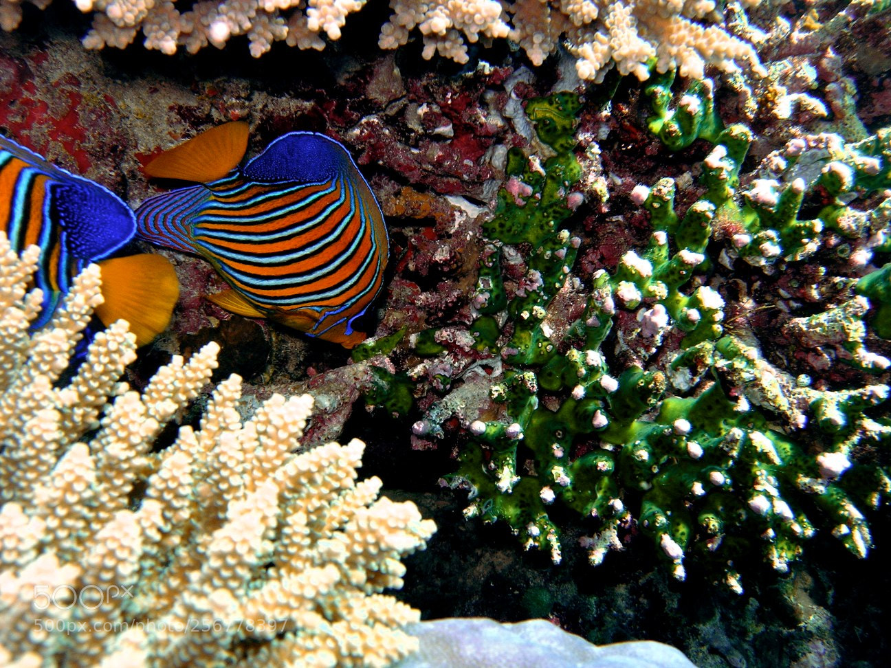 Nikon E5900 sample photo. Version photography