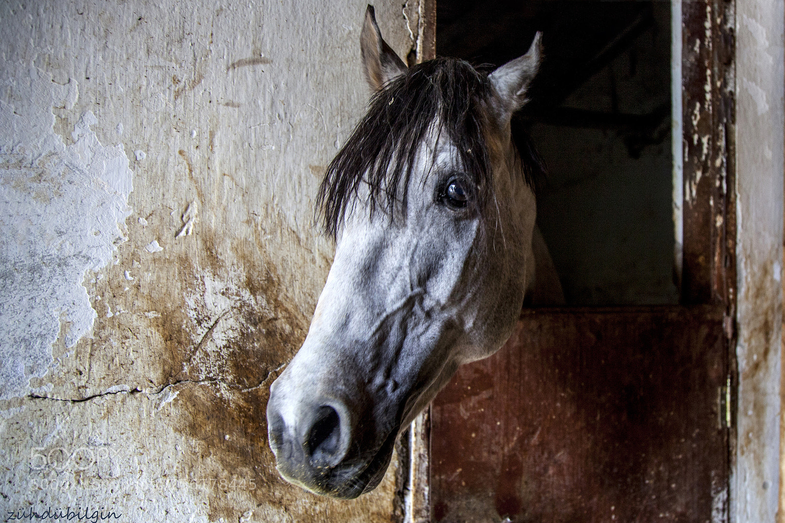 Canon EOS 5D Mark II sample photo. Horse photography