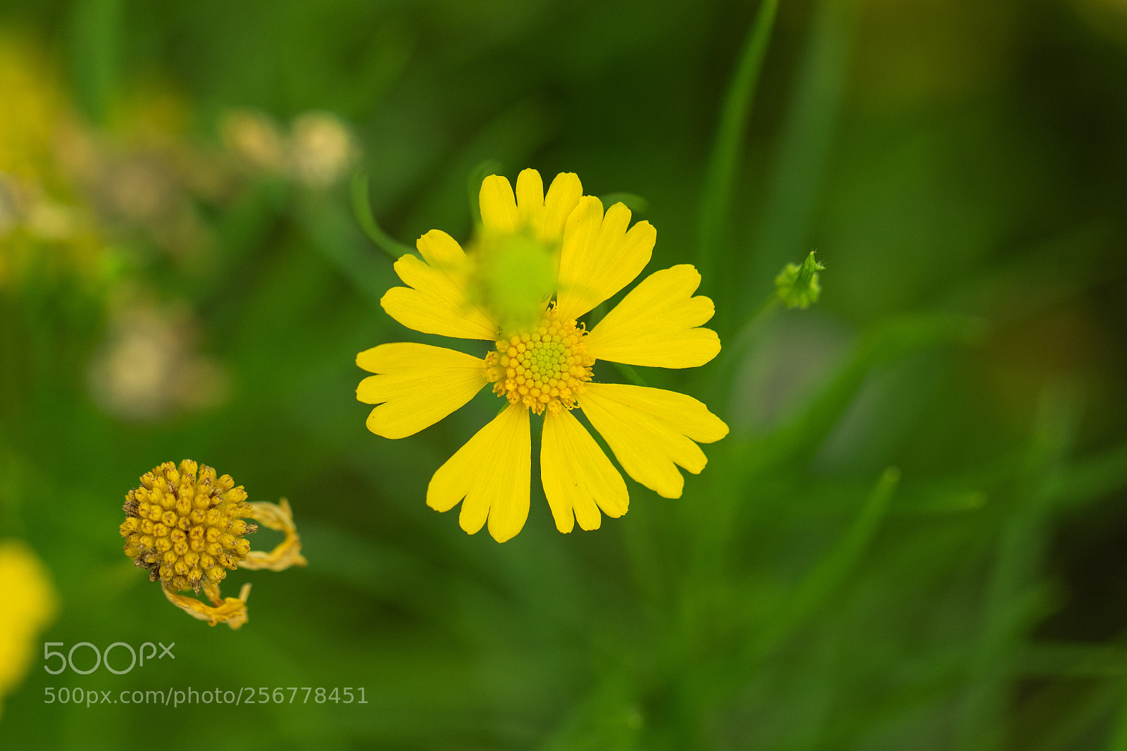Canon EOS 7D Mark II sample photo. Flowers... photography