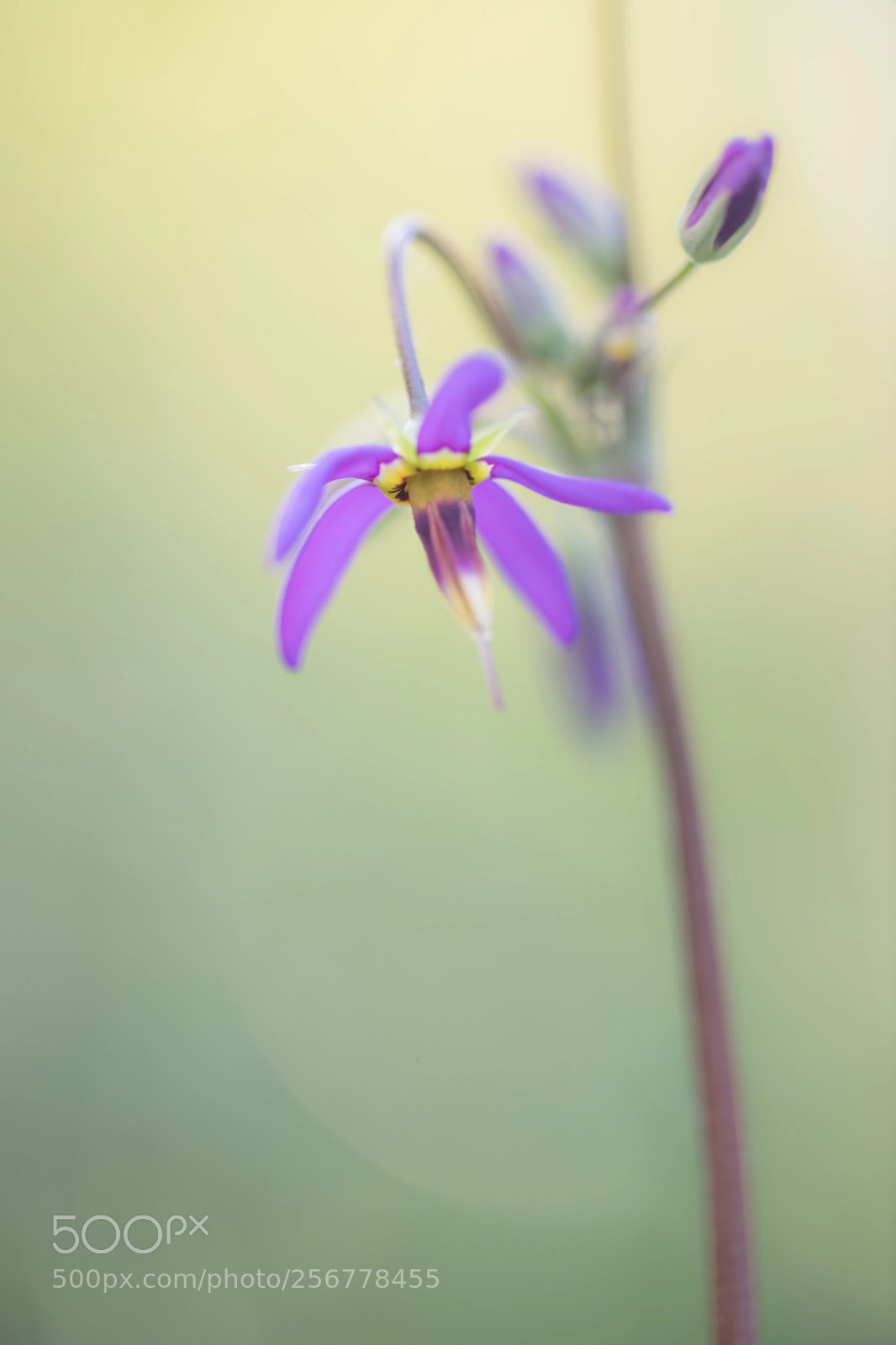 Nikon D850 sample photo. The garden is a photography