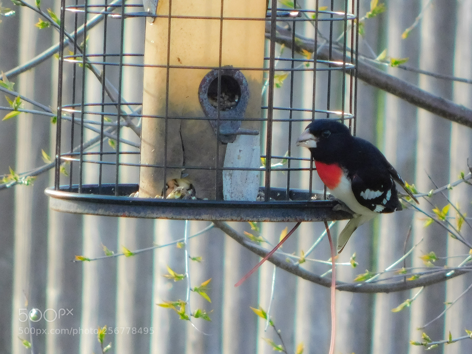 Nikon Coolpix B500 sample photo. Rare grosbeak visiting long photography