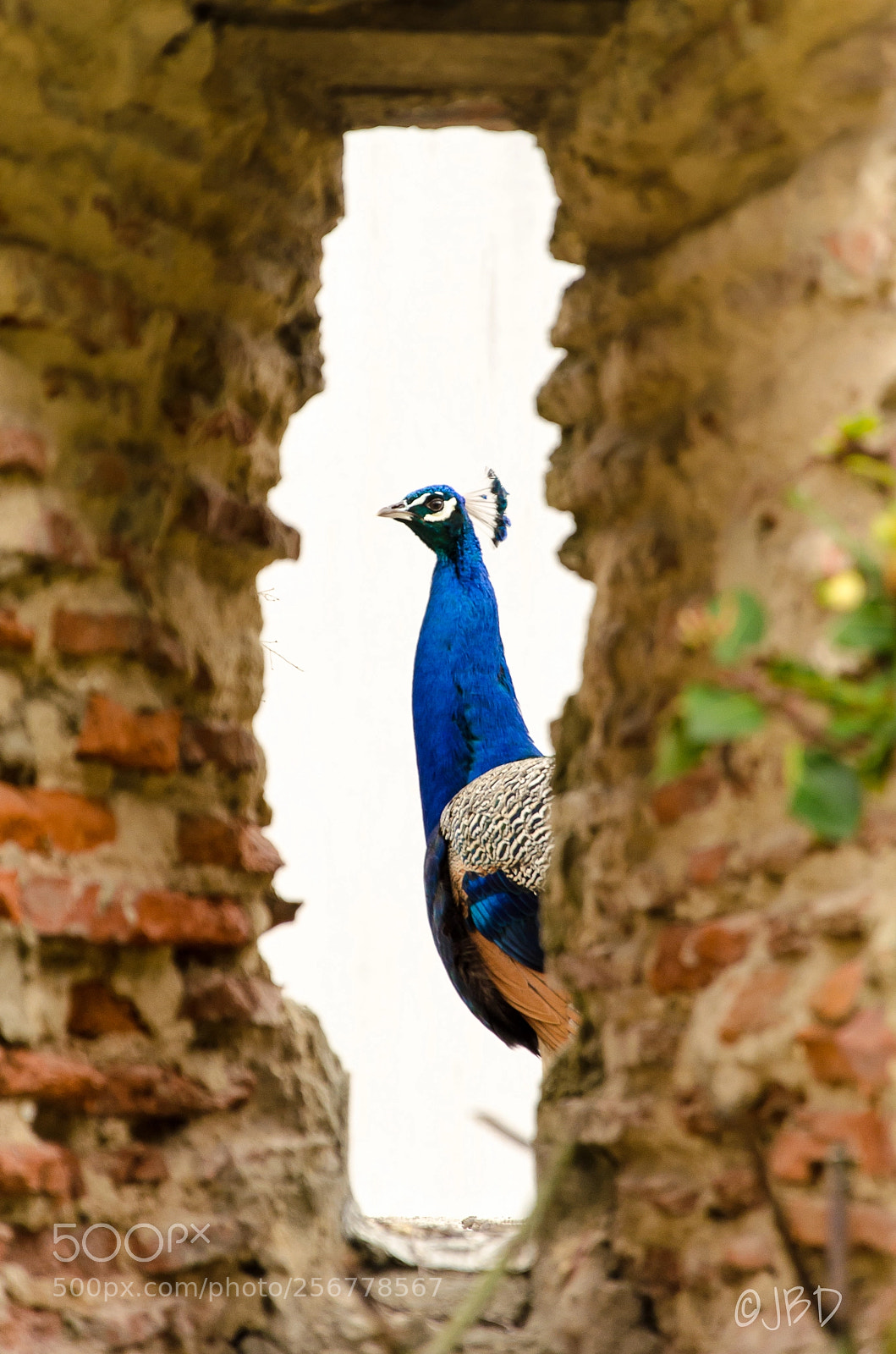 Nikon D5100 sample photo. Spotted photography