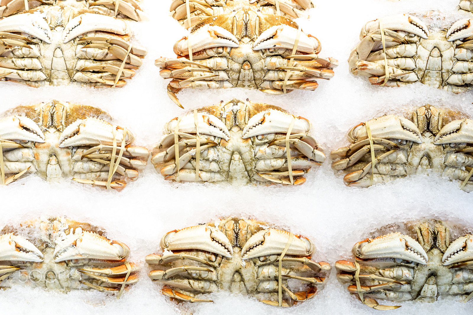 Sony a6000 sample photo. Feeling crabby photography