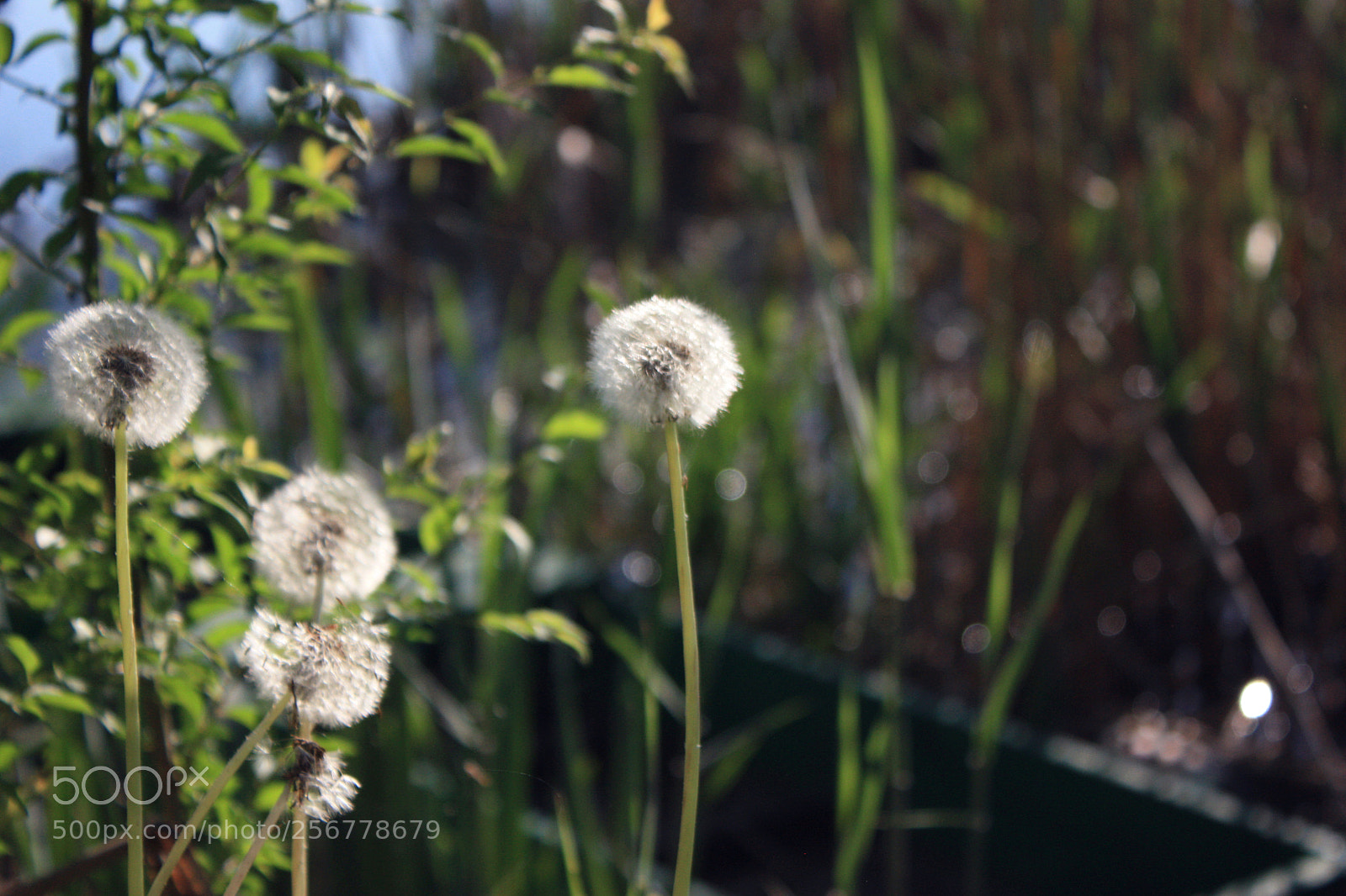 Canon EF-S 18-55mm F3.5-5.6 IS sample photo. Dandelion photography